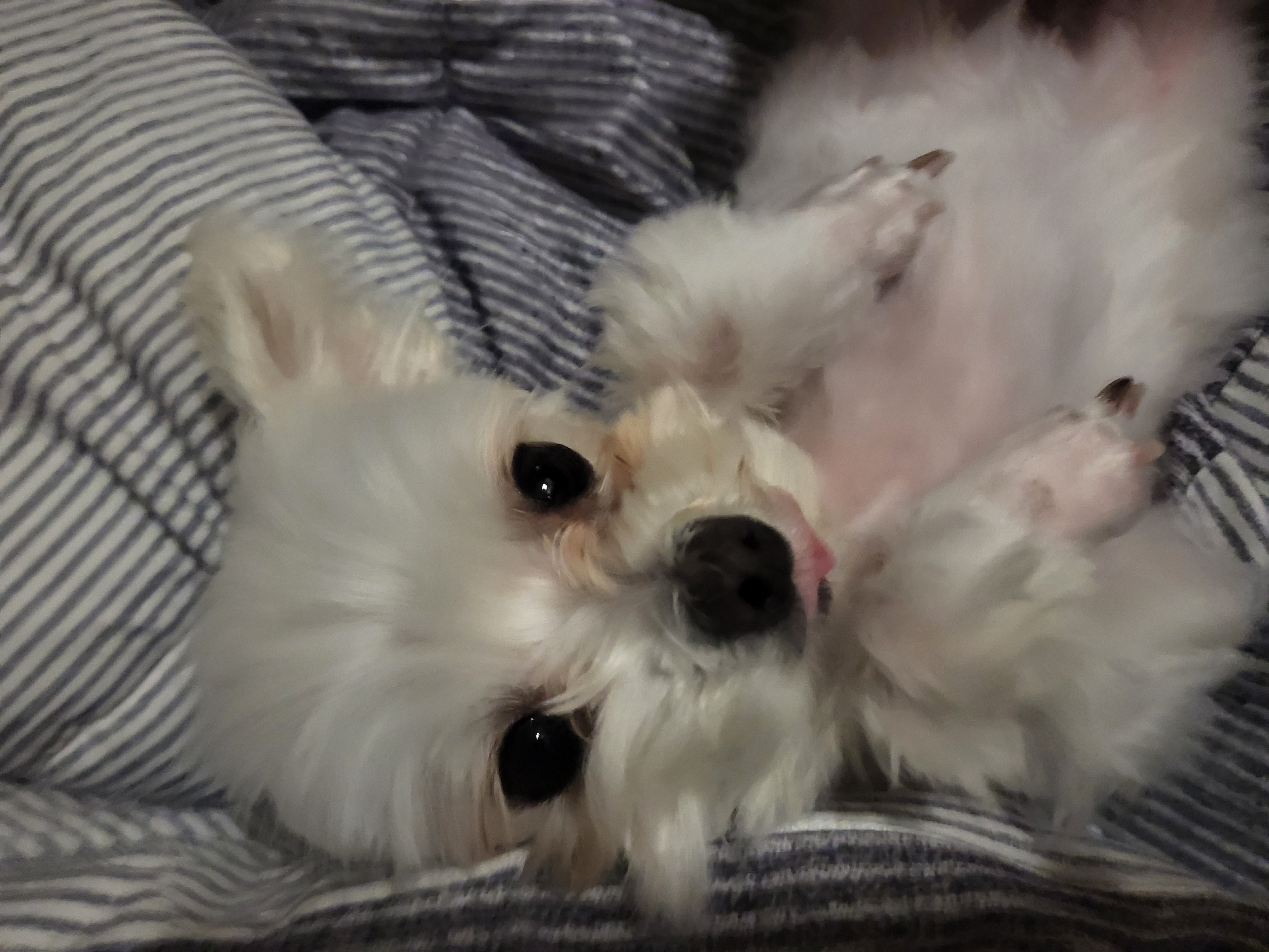 오슬이(현 밥풀이) 230일째 되는날이네요