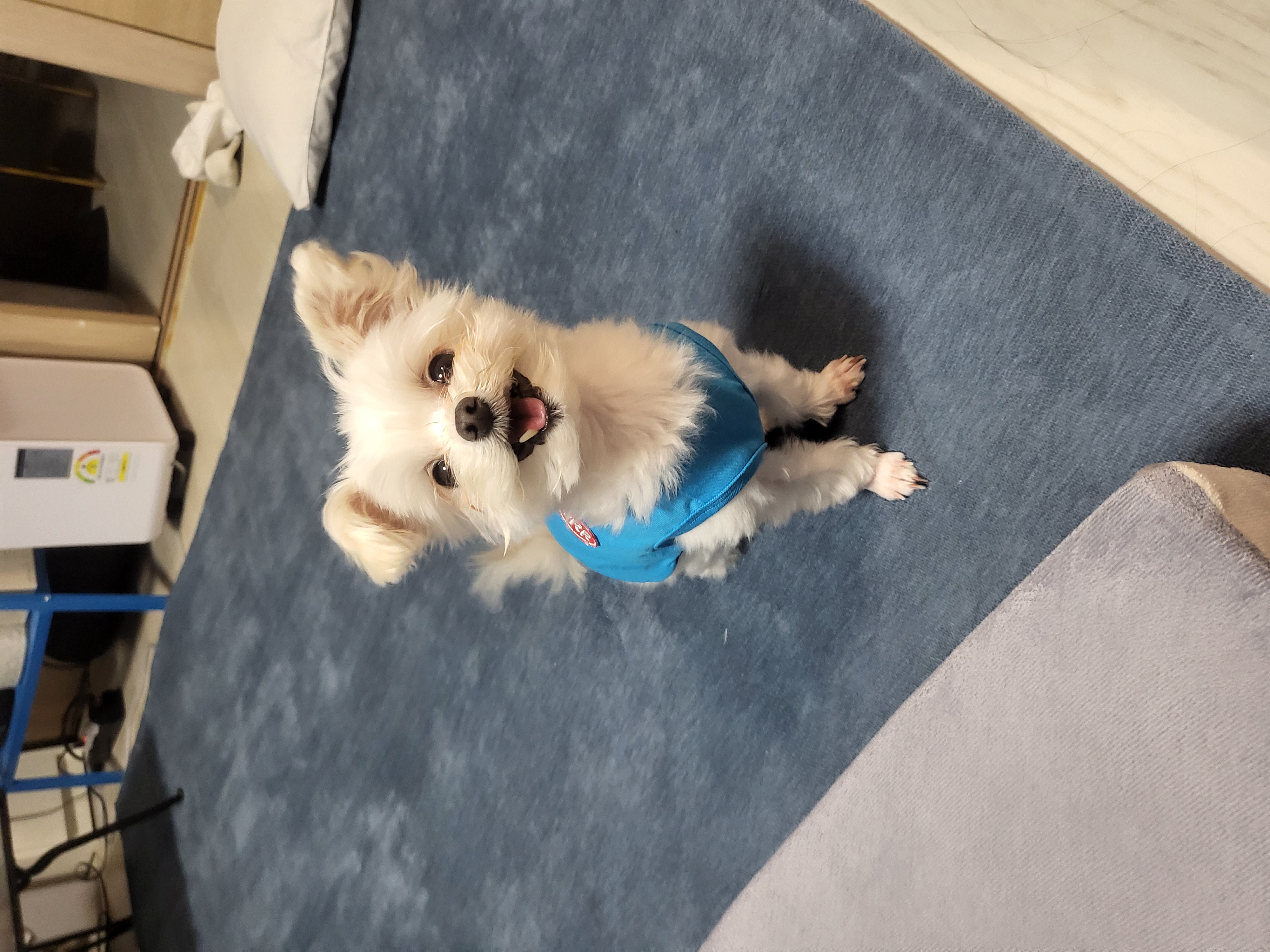 오슬이(현 밥풀이) 230일째 되는날이네요