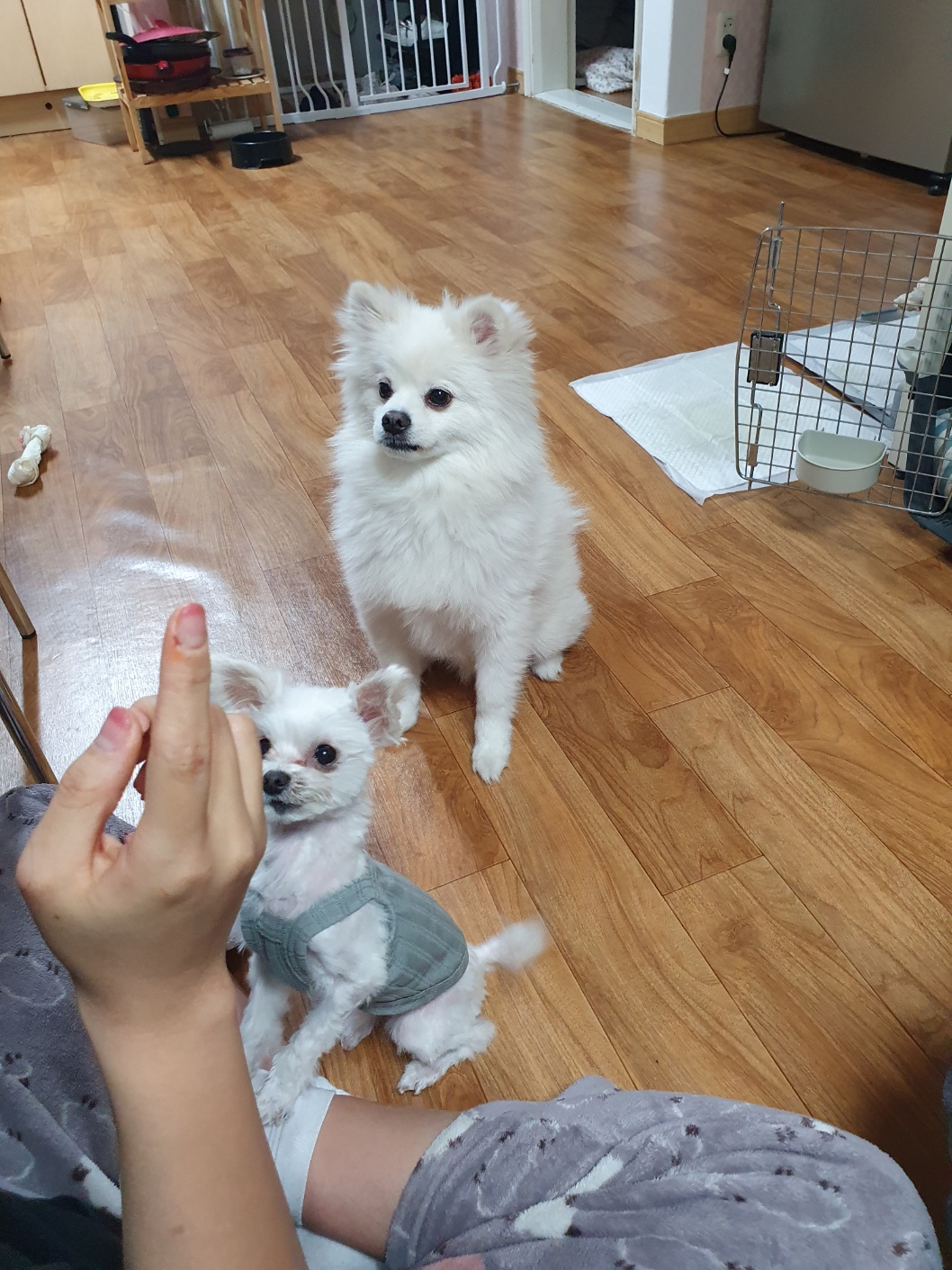 오슬이(현 밥풀이) 230일째 되는날이네요