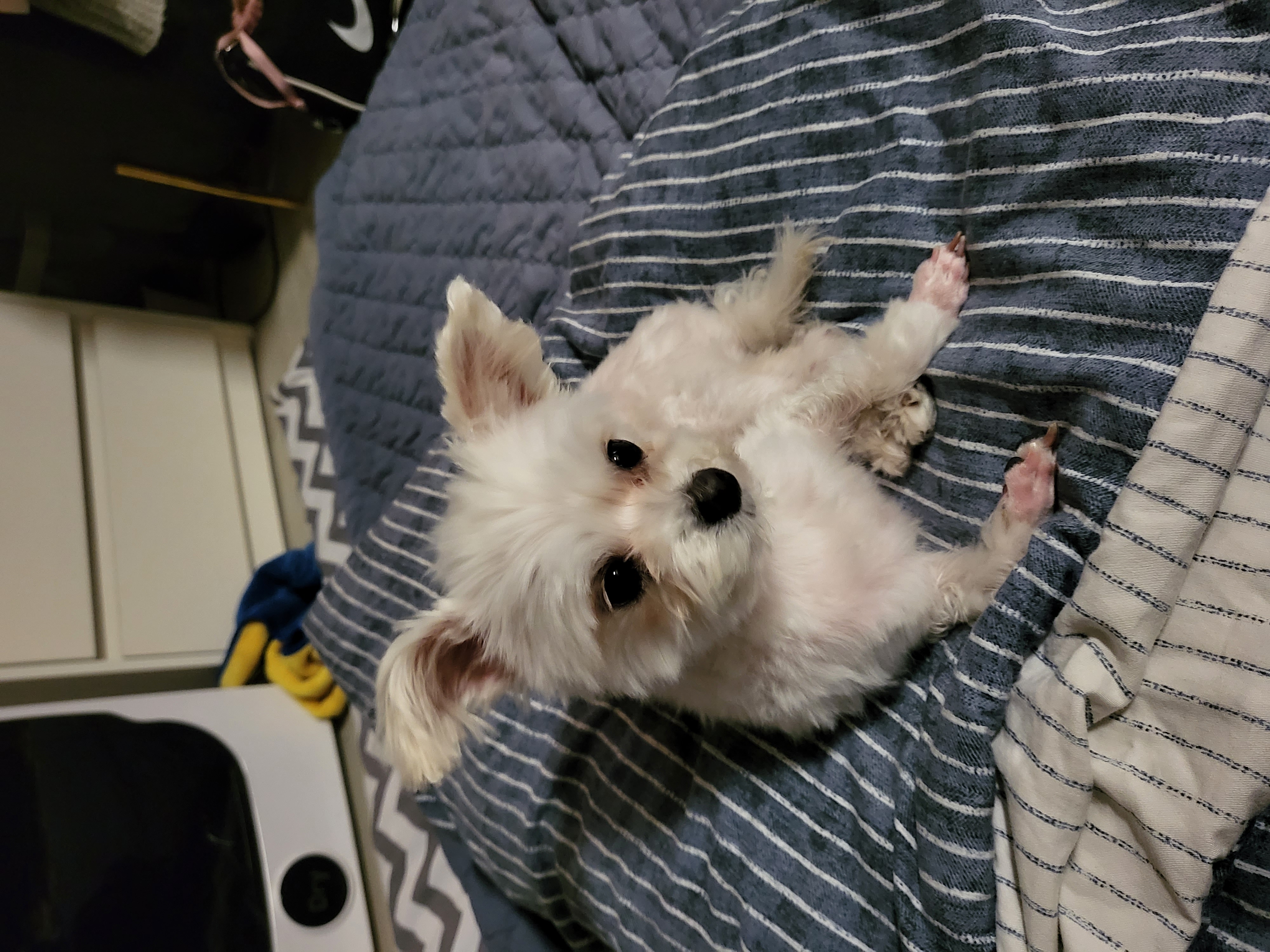 오슬이(현 밥풀이) 230일째 되는날이네요