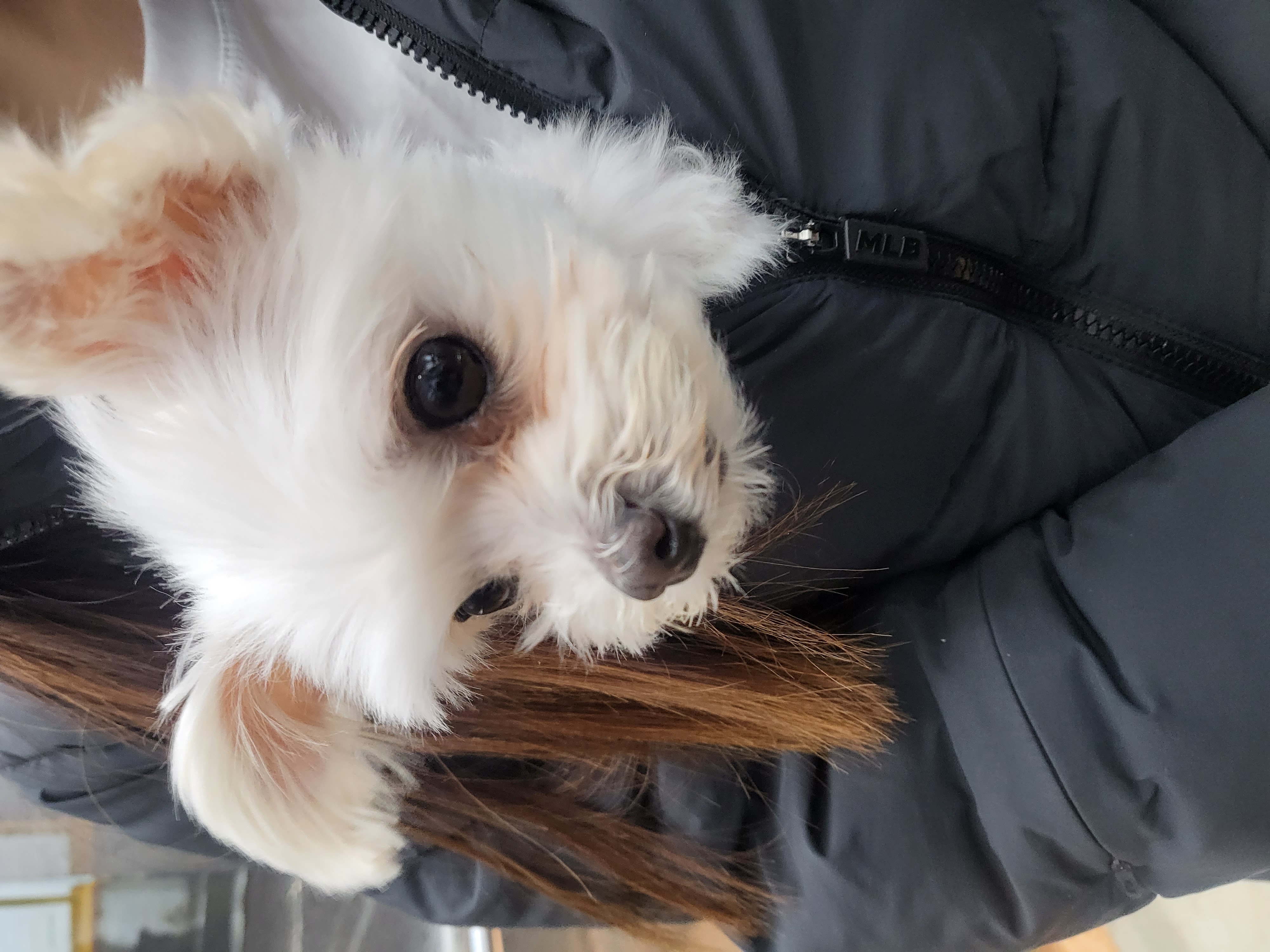 오슬이(현 밥풀이) 230일째 되는날이네요