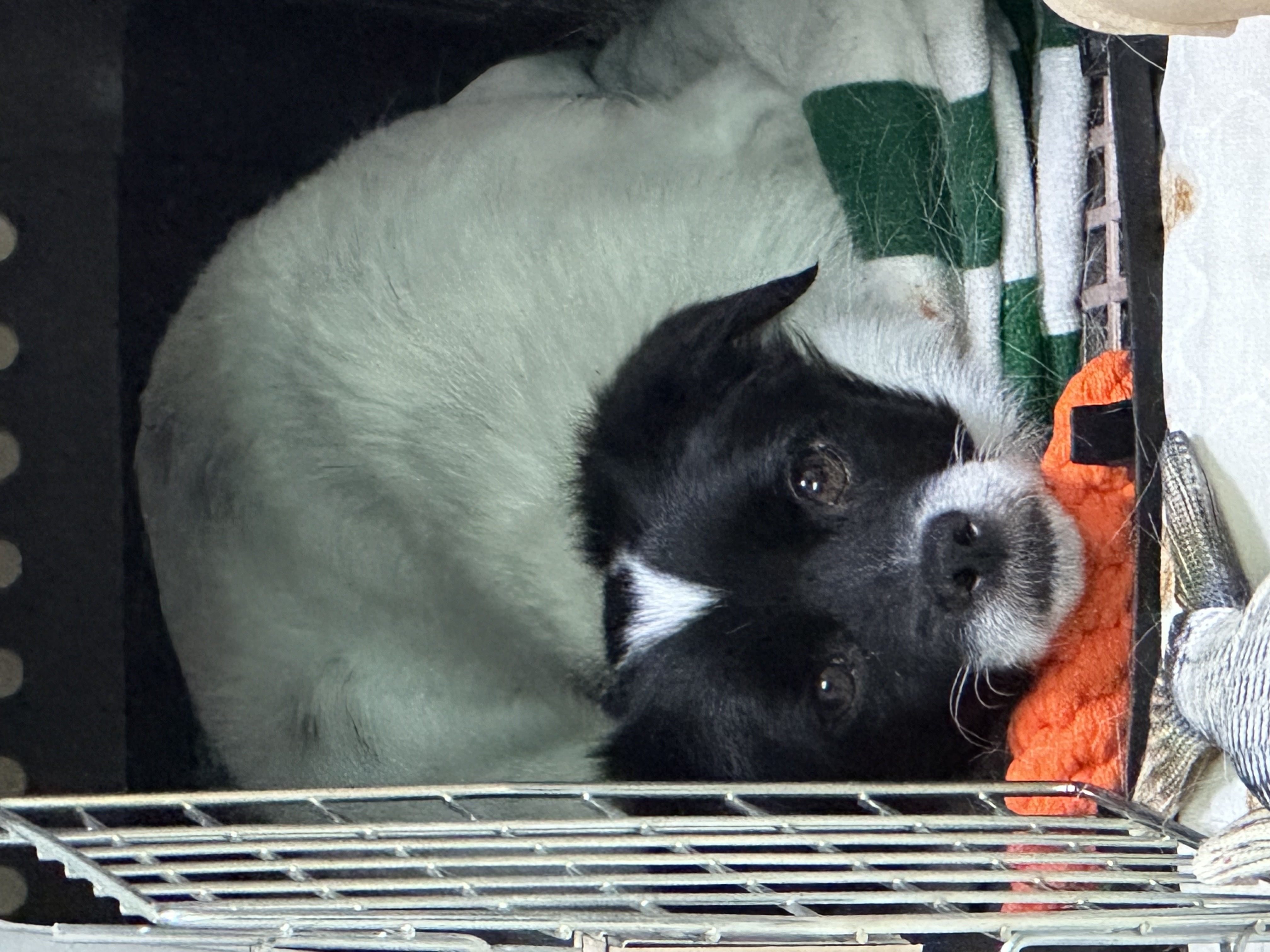 다온이(루루) 한 달 째 :)