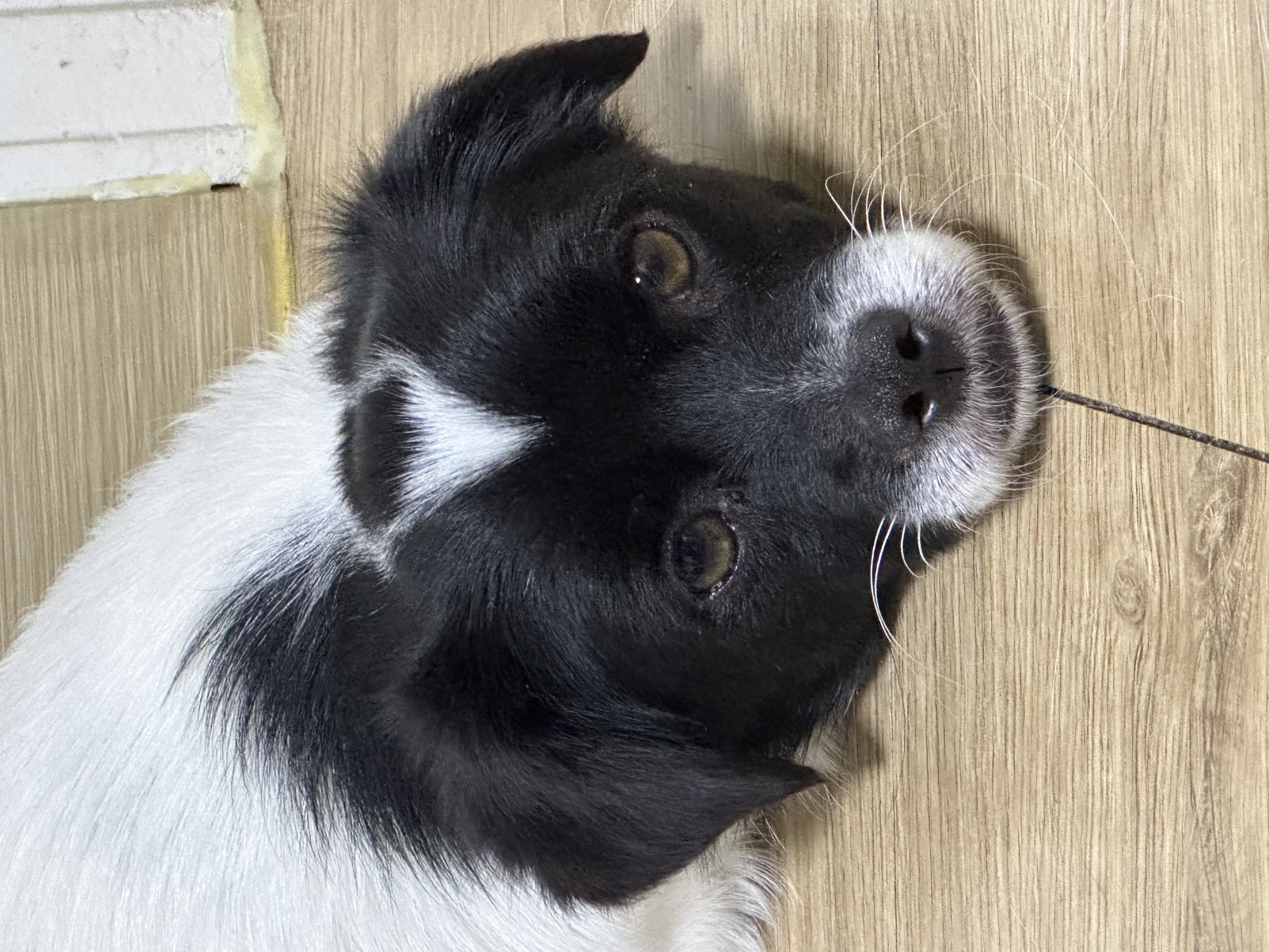 다온이(루루) 한 달 째 :)