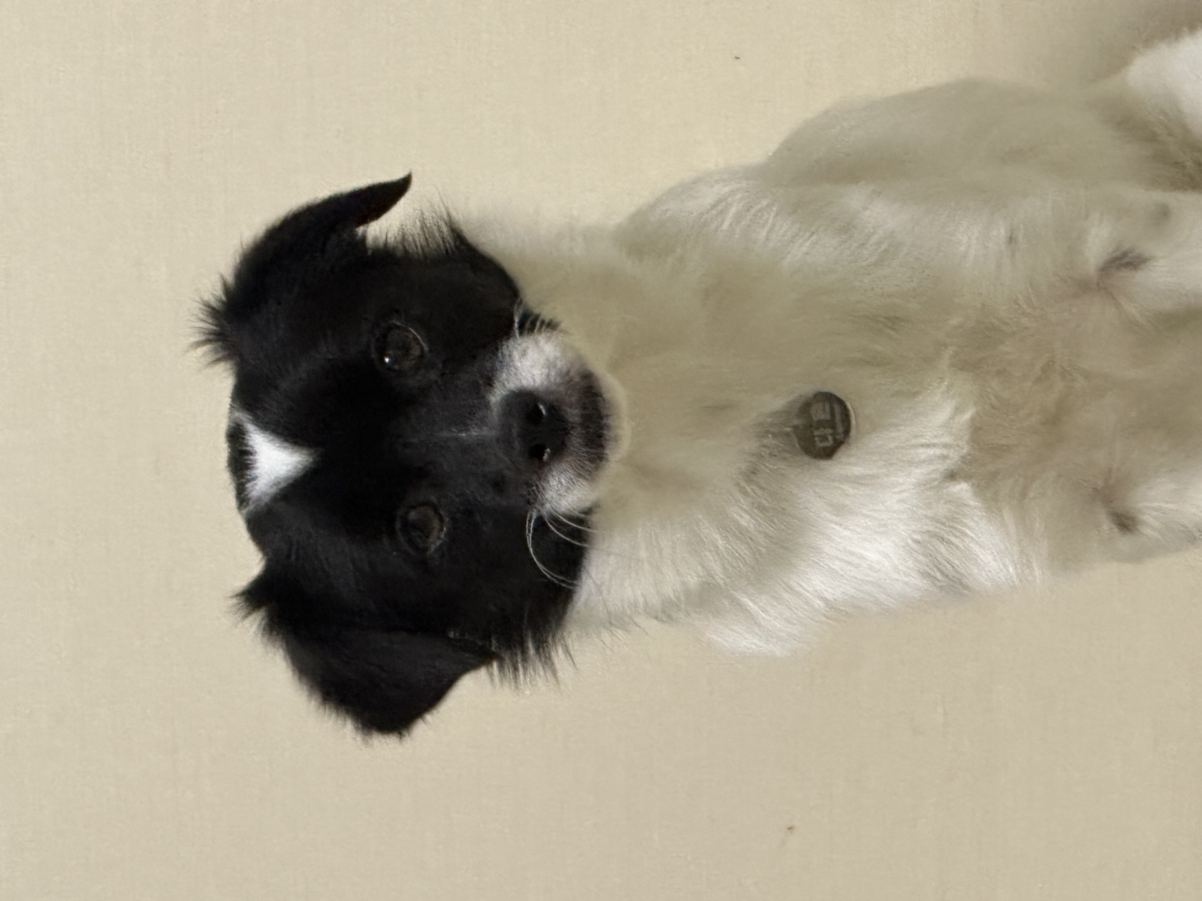 다온이(루루) 한 달 째 :)