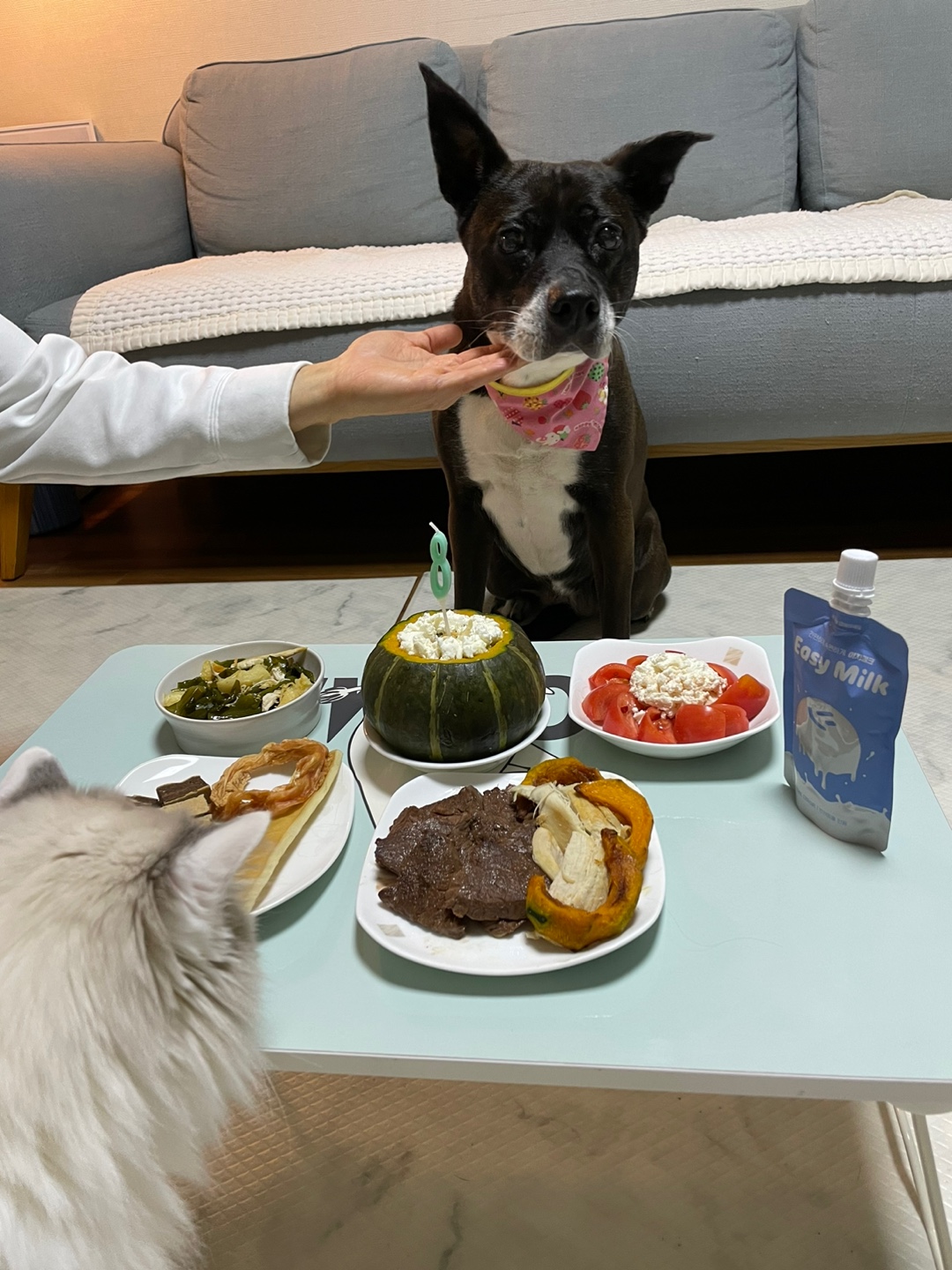 딩동이는 9살 됐어요!