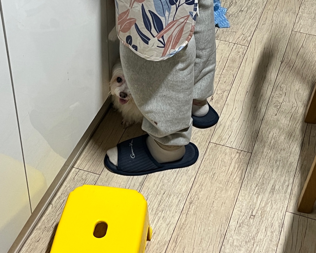 곤지암에서 구조된 콩순이 現봄이 잘지내고 있습니다~~ㅎㅎ