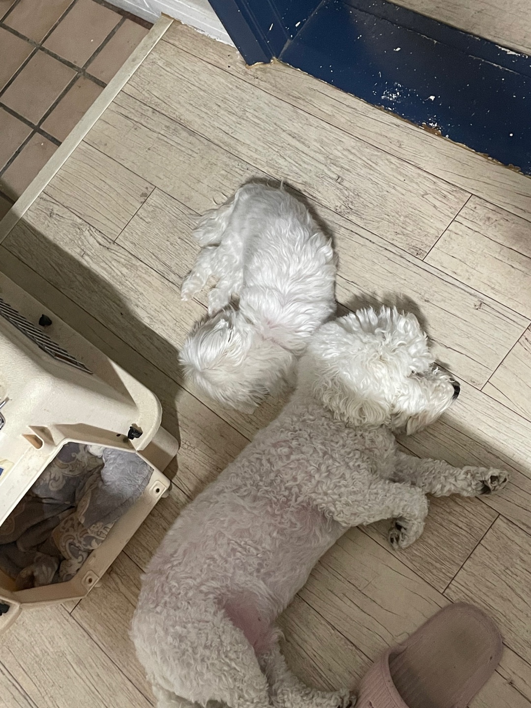 곤지암에서 구조된 콩순이 現봄이 잘지내고 있습니다~~ㅎㅎ