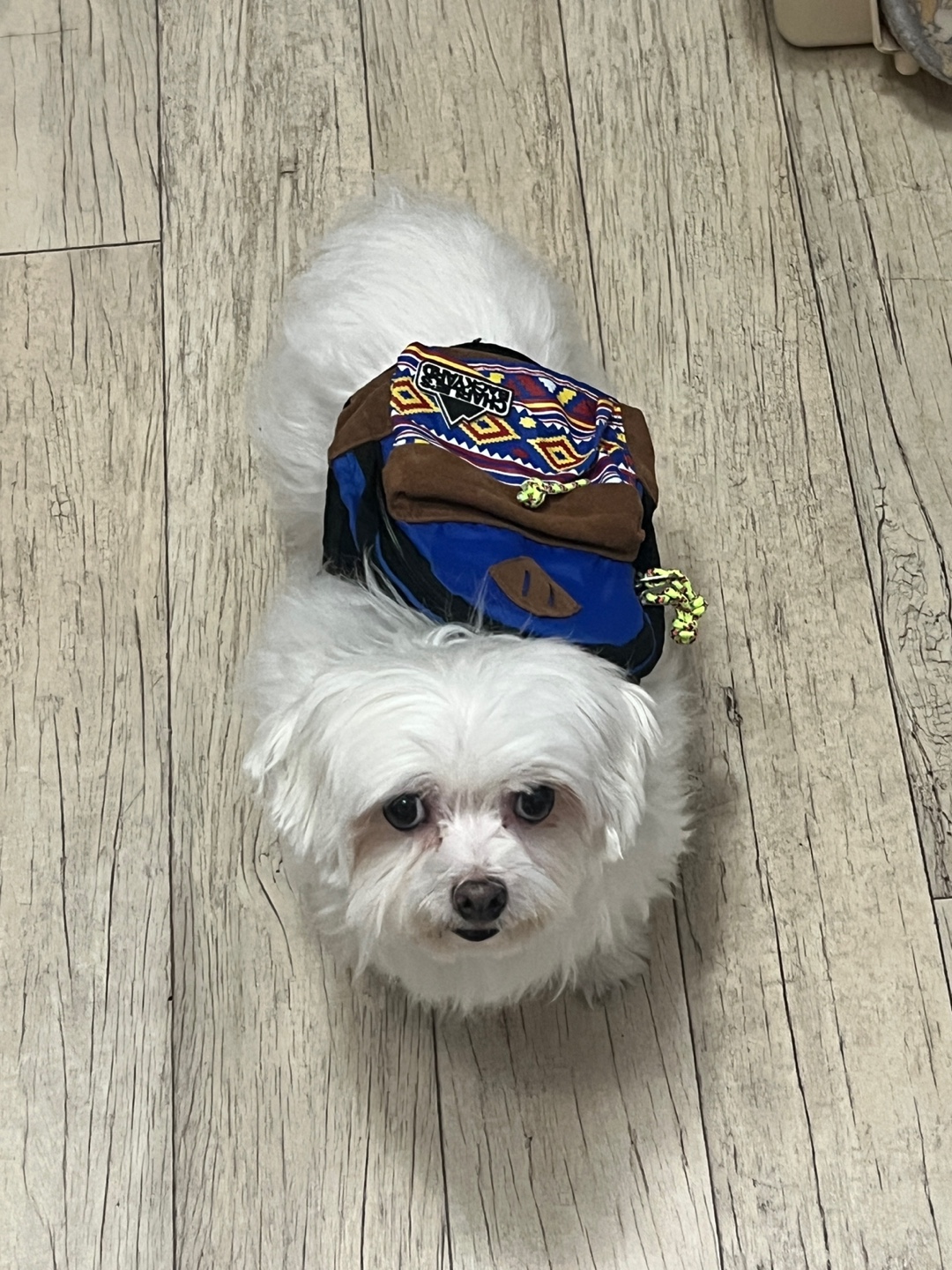 곤지암에서 구조된 콩순이 現봄이 잘지내고 있습니다~~ㅎㅎ