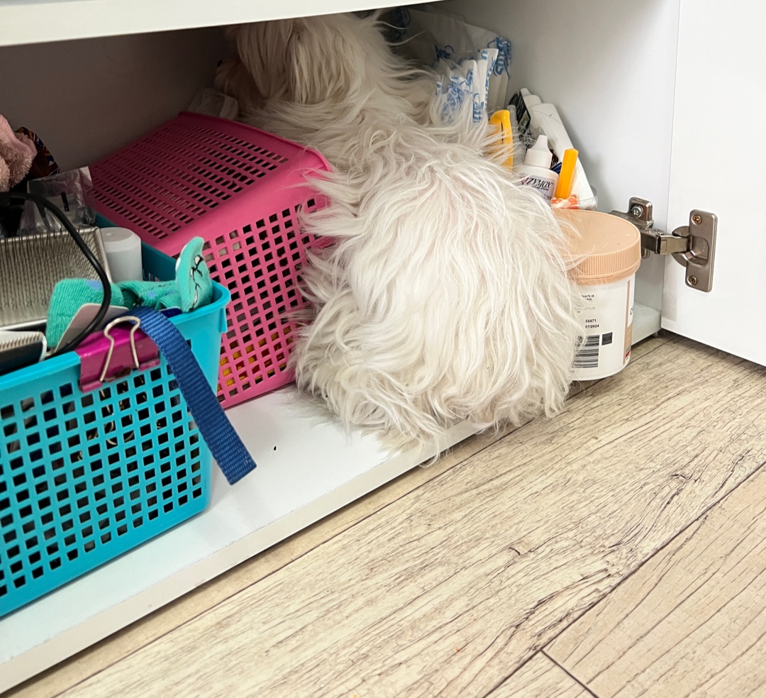 곤지암에서 구조된 콩순이 現봄이 잘지내고 있습니다~~ㅎㅎ