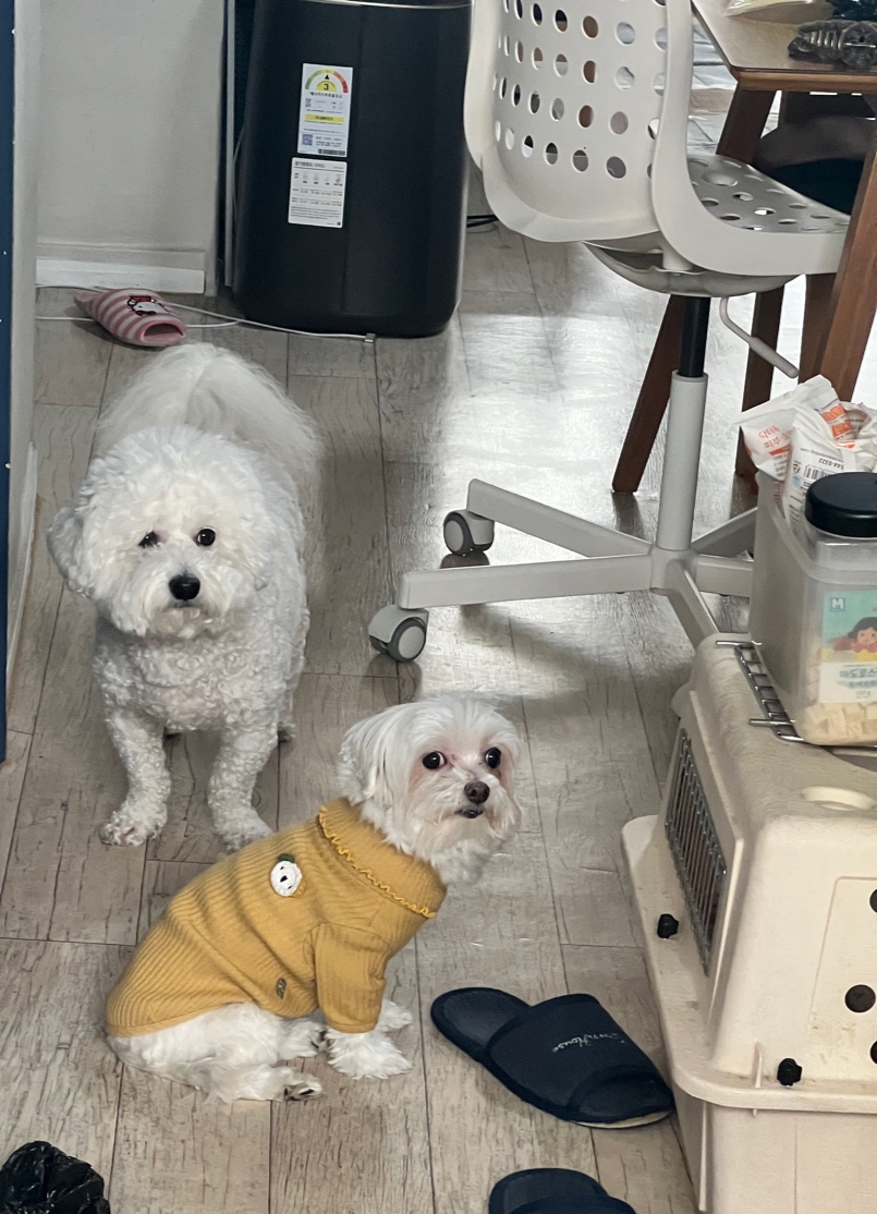 곤지암에서 구조된 콩순이 現봄이 잘지내고 있습니다~~ㅎㅎ