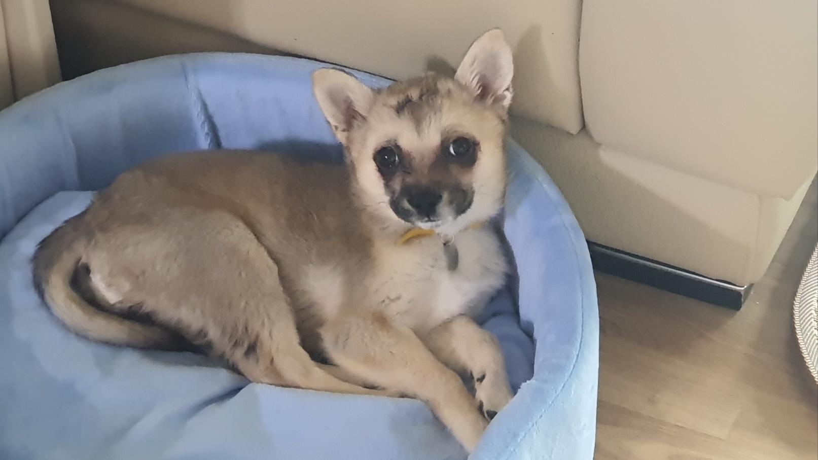 산들(밀이) 입양 일주일차