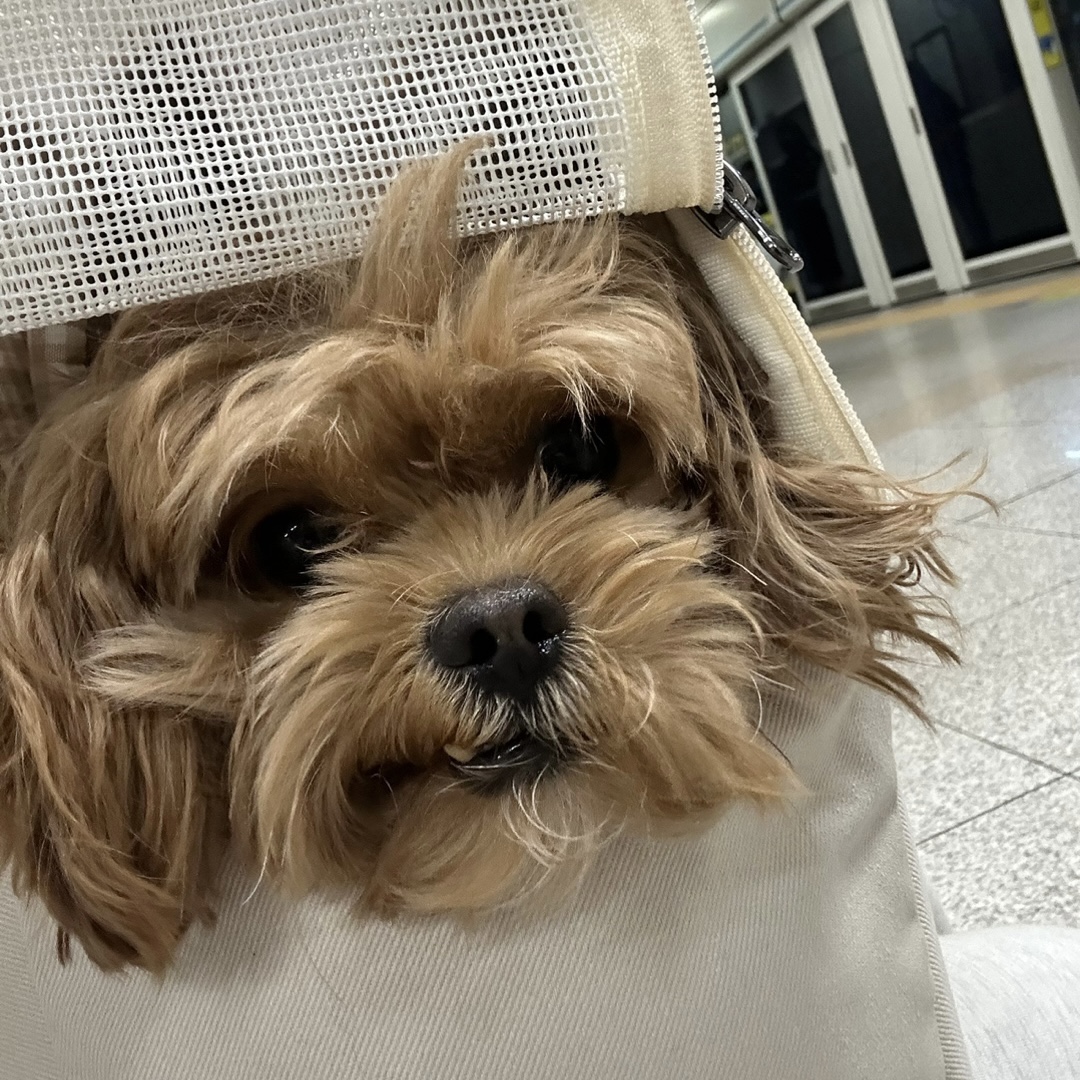 온느(봉봉이) 입양 일주일 후기입니다:)