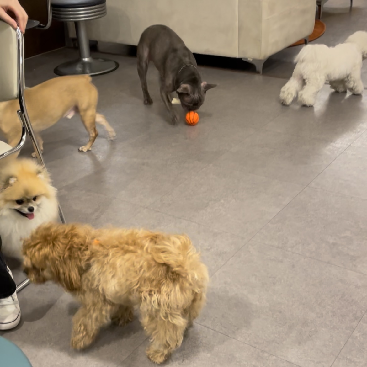 온느(봉봉이) 입양 일주일 후기입니다:)