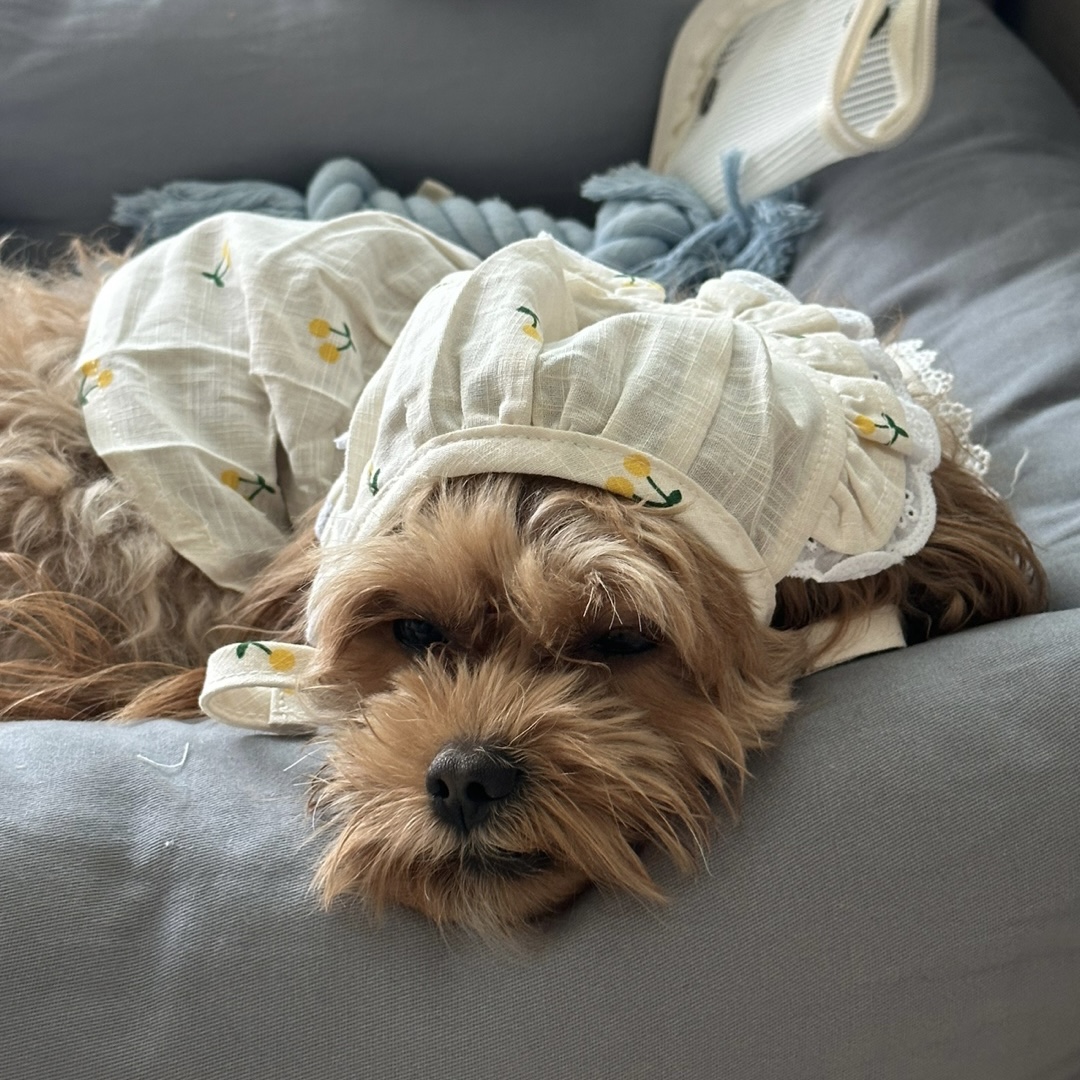 온느(봉봉이) 입양 일주일 후기입니다:)