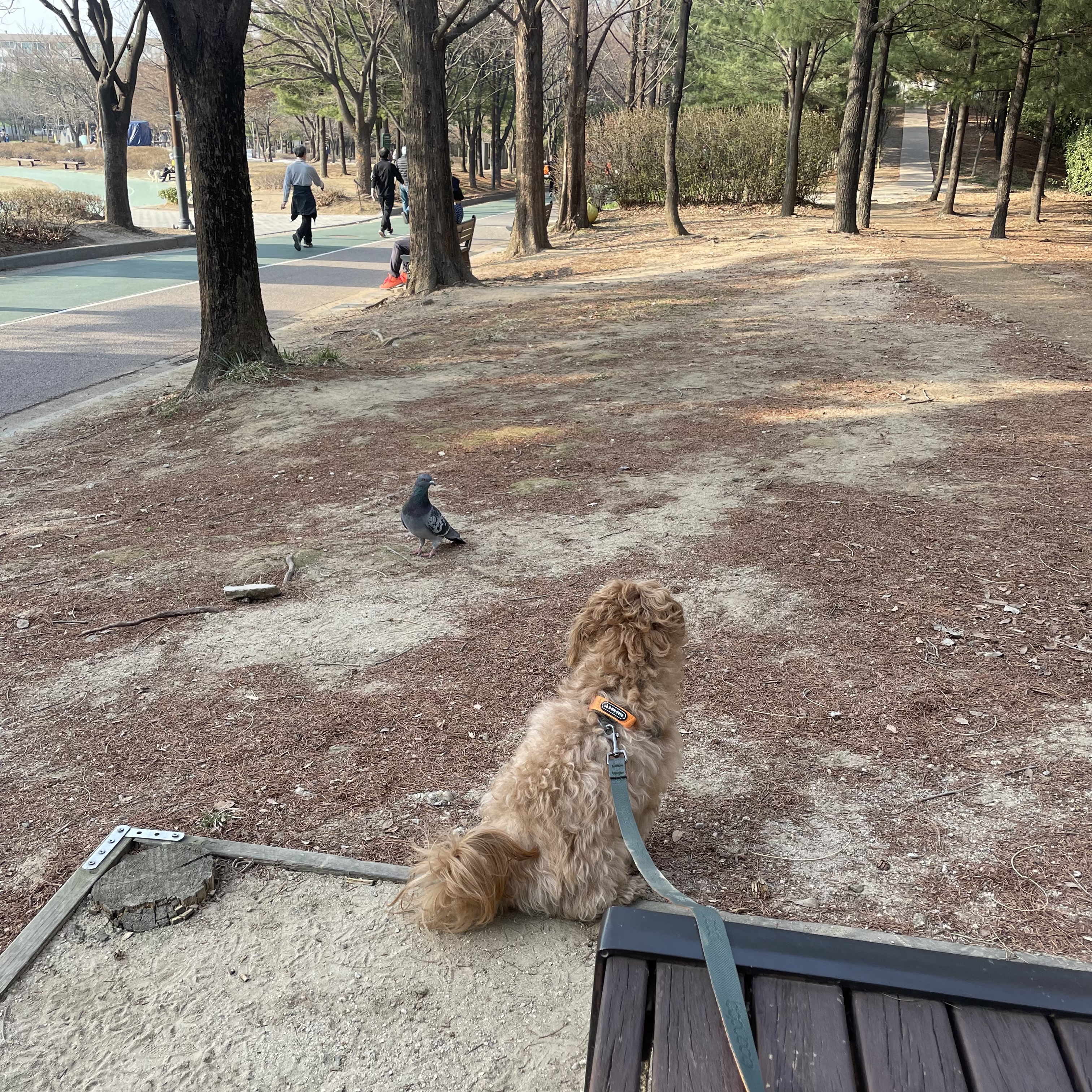 온느(봉봉이) 입양 일주일 후기입니다:)