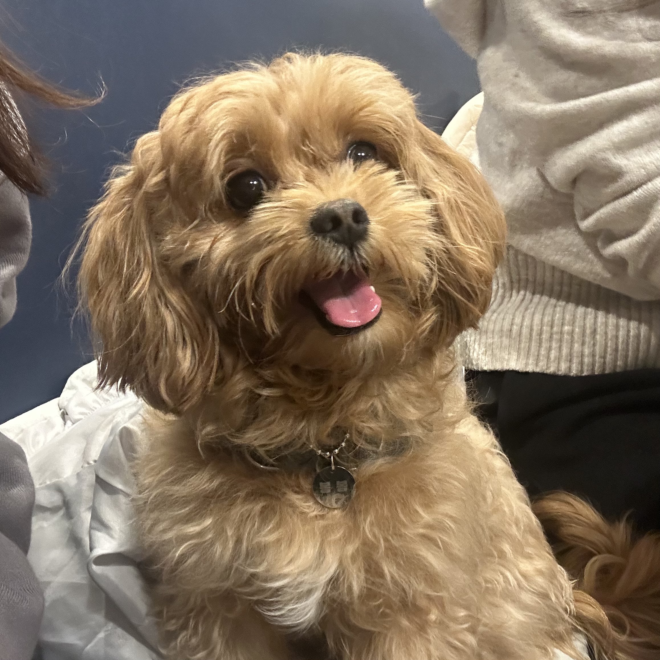 온느(봉봉이) 입양 일주일 후기입니다:)