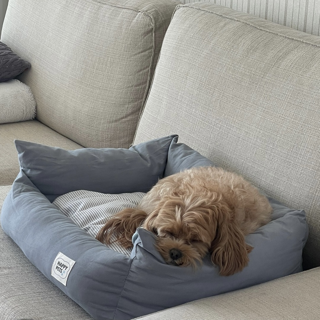 온느(봉봉이) 입양 일주일 후기입니다:)