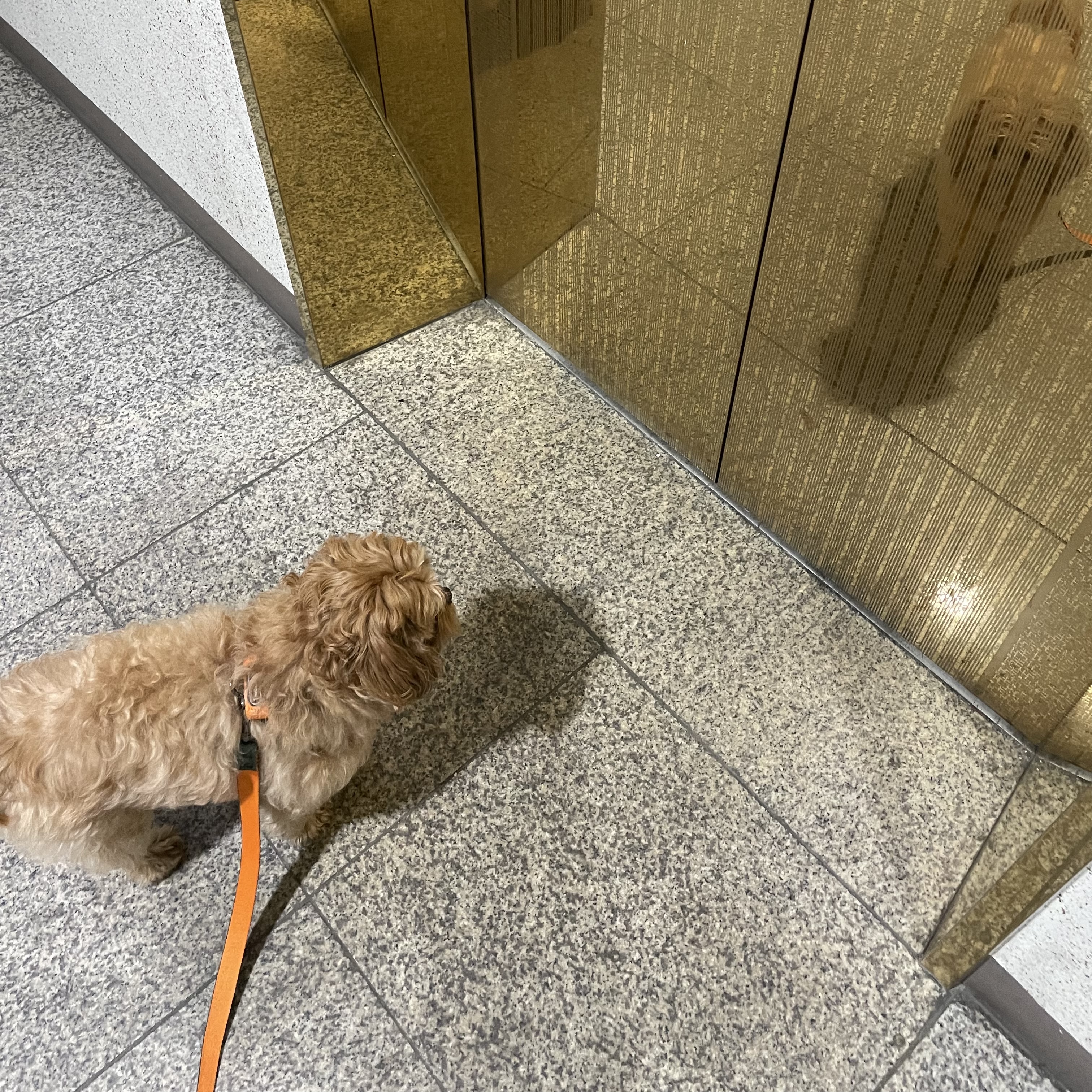 온느(봉봉이) 입양 일주일 후기입니다:)