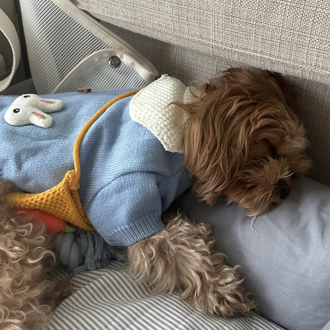 온느(봉봉이) 입양 일주일 후기입니다:)