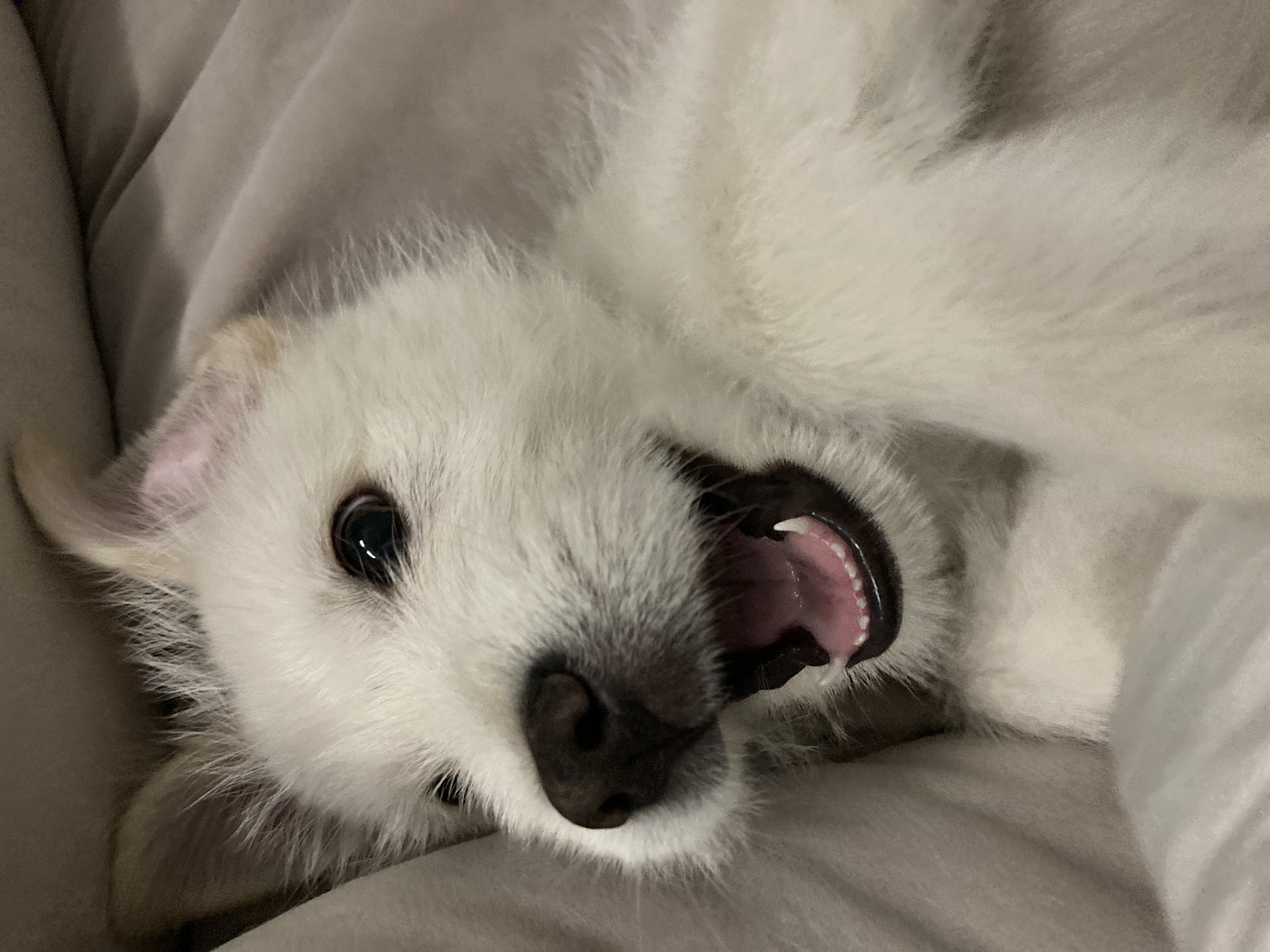 무쵸한테 무쵸버린지 한달째