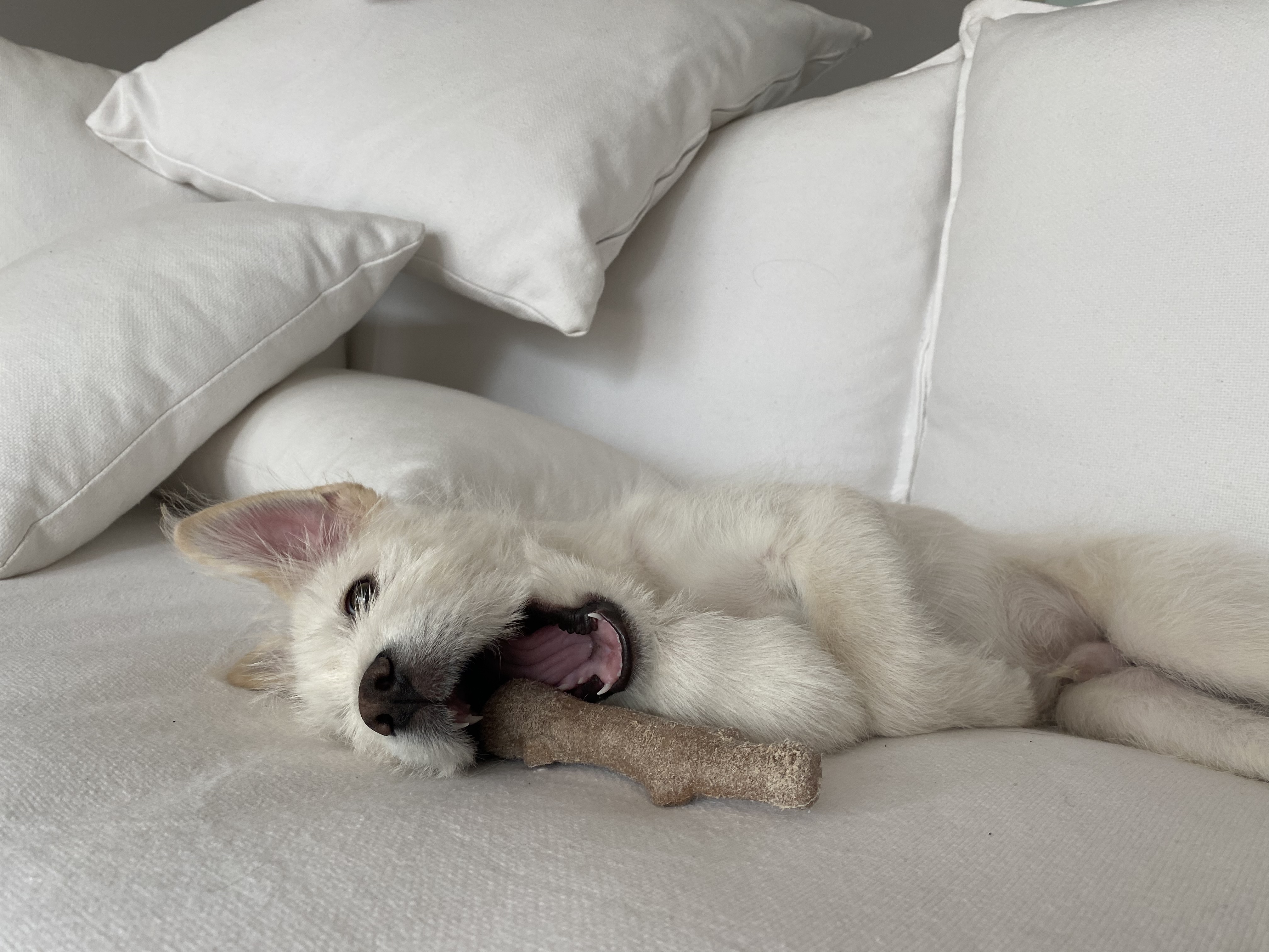 무쵸한테 무쵸버린지 한달째