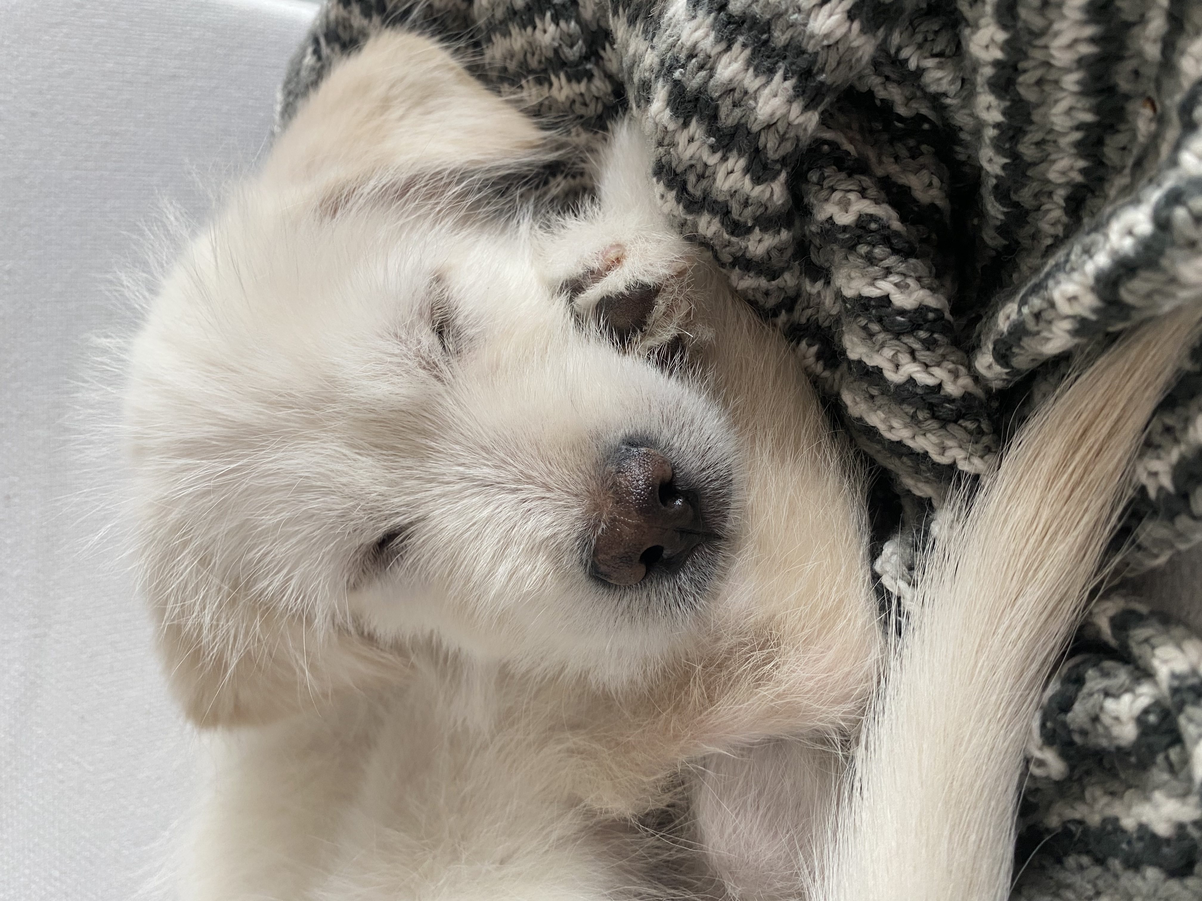 무쵸한테 무쵸버린지 한달째