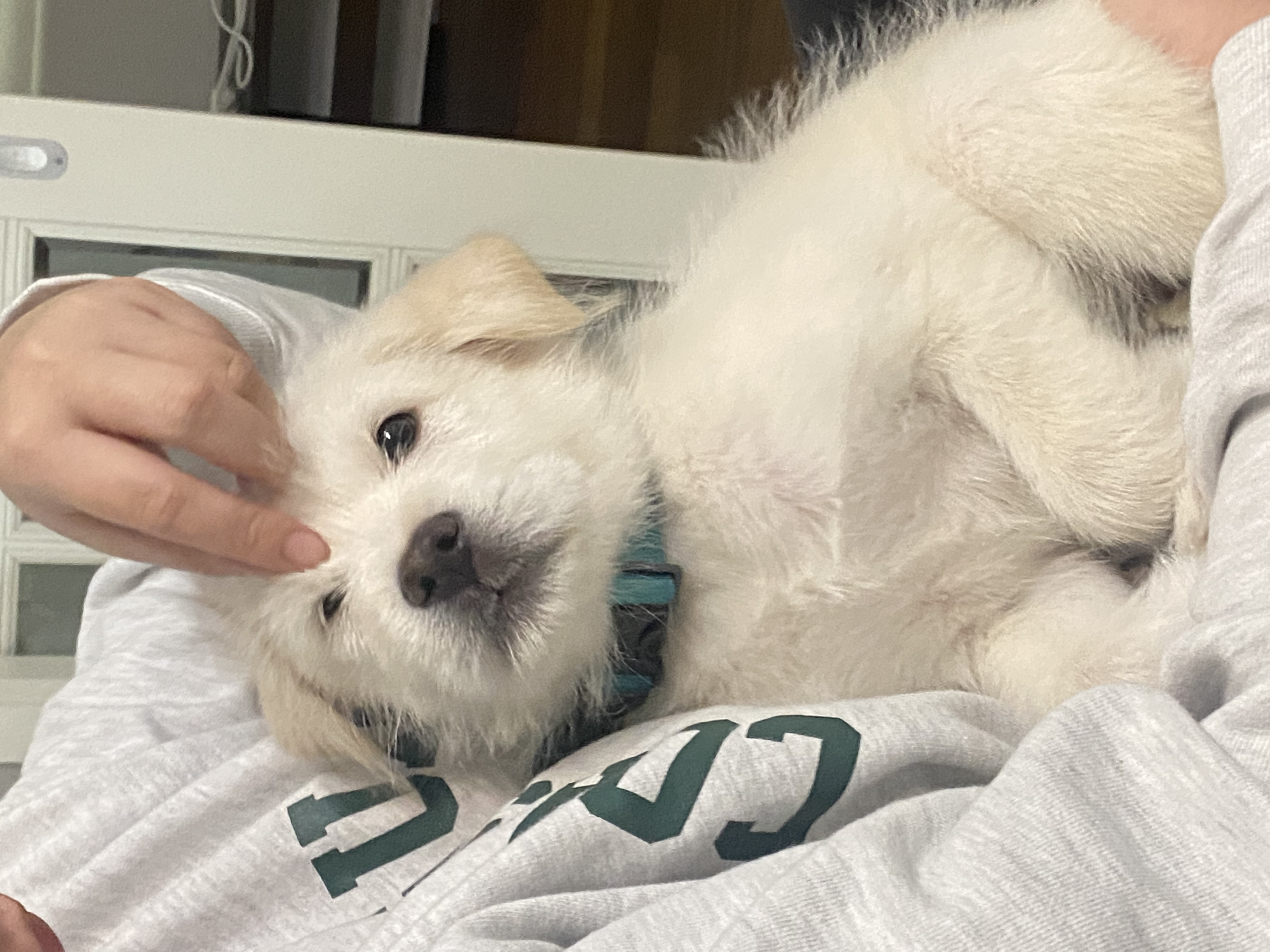 무쵸한테 무쵸버린지 한달째