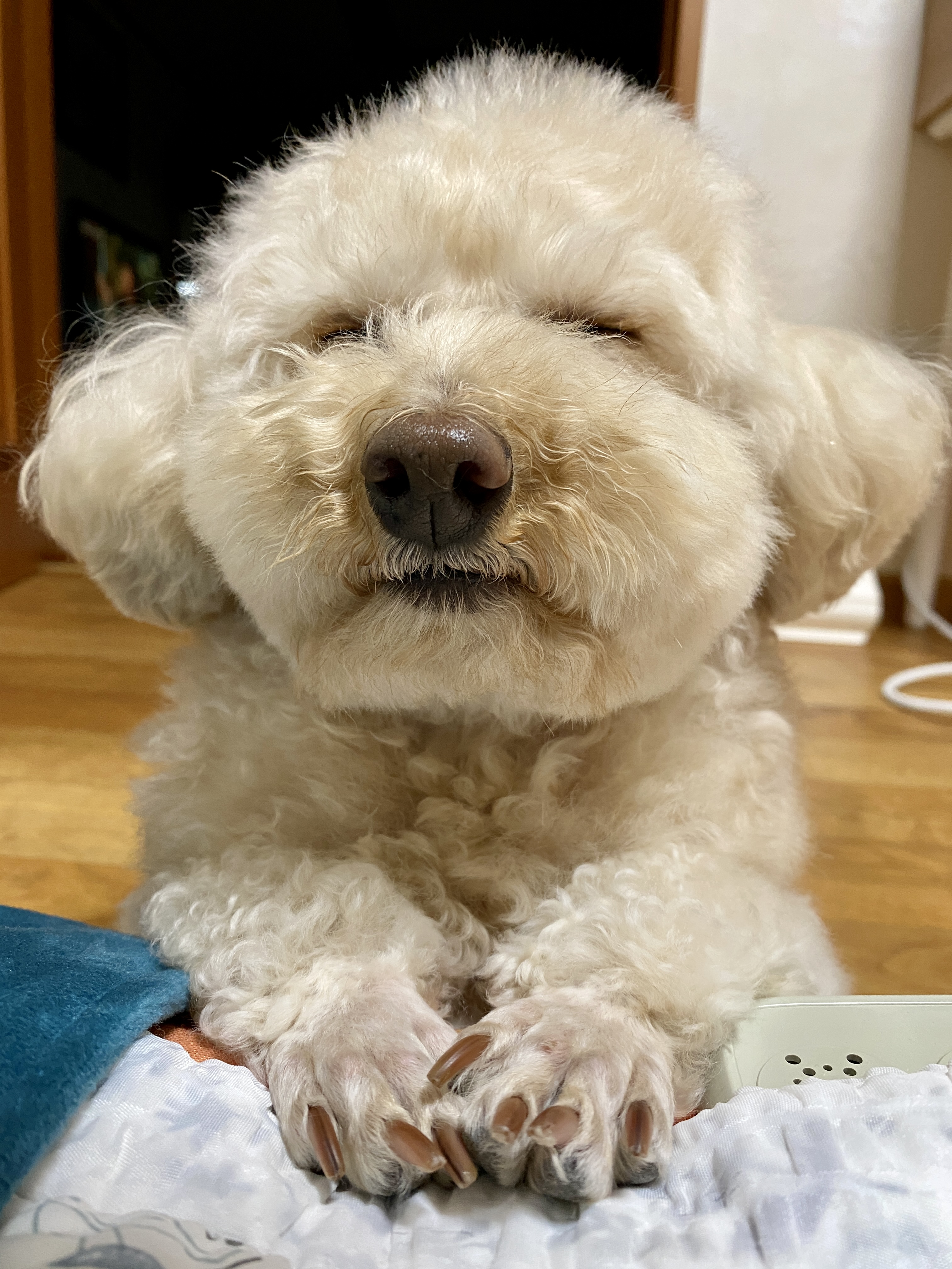 쿠크의 2년차 입양후기(곤지암 구조견)