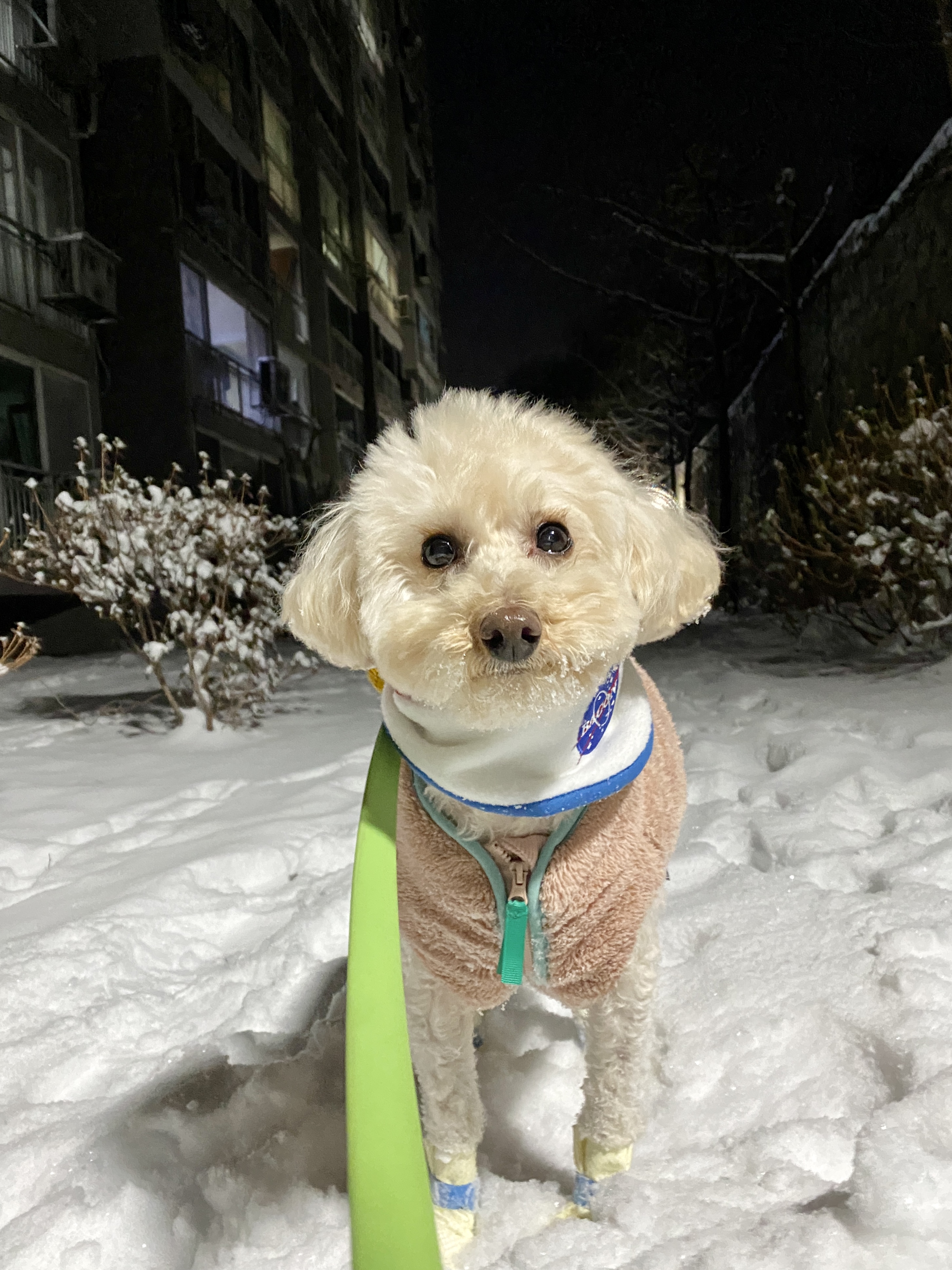 쿠크의 2년차 입양후기(곤지암 구조견)
