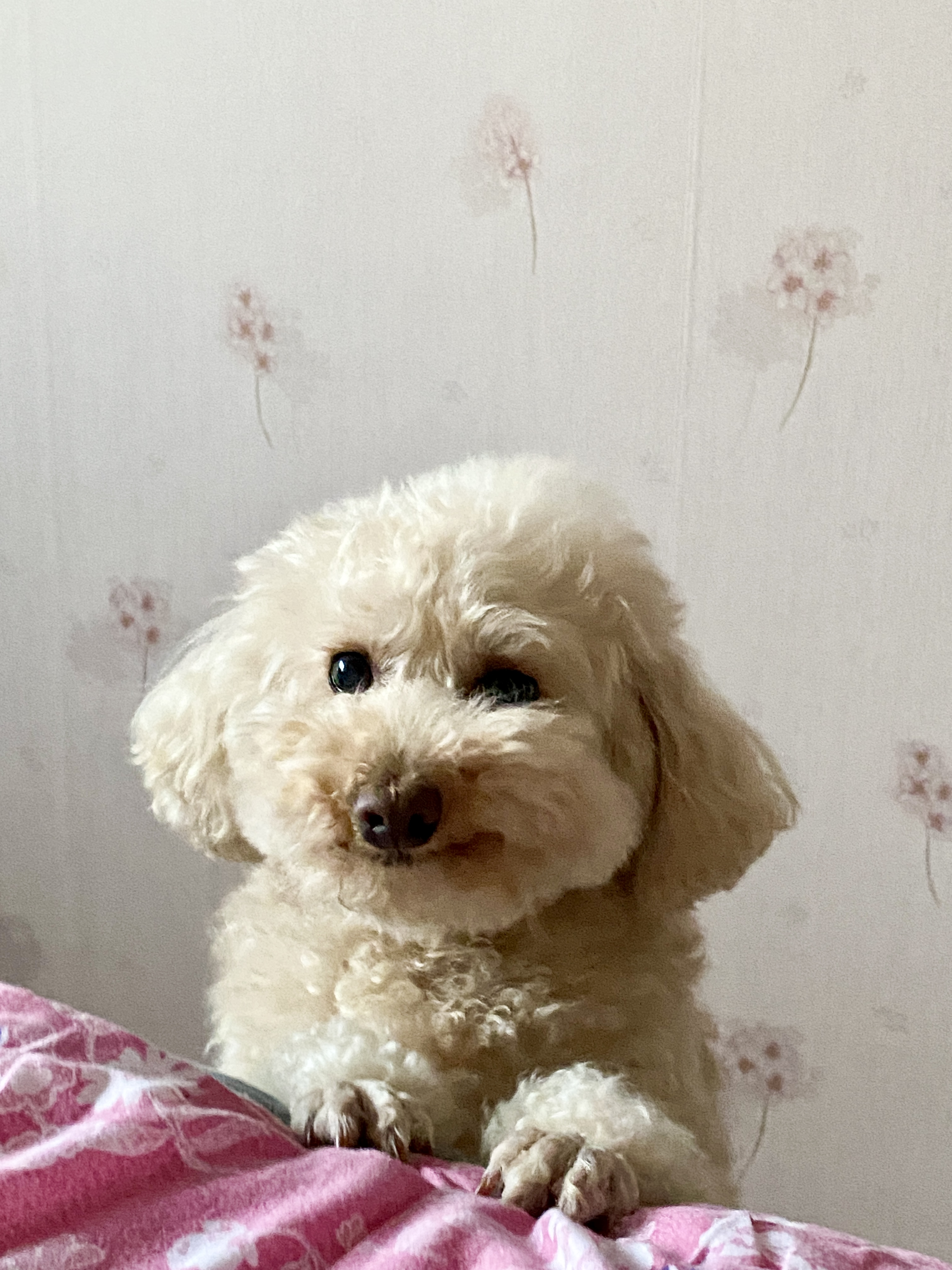 쿠크의 2년차 입양후기(곤지암 구조견)