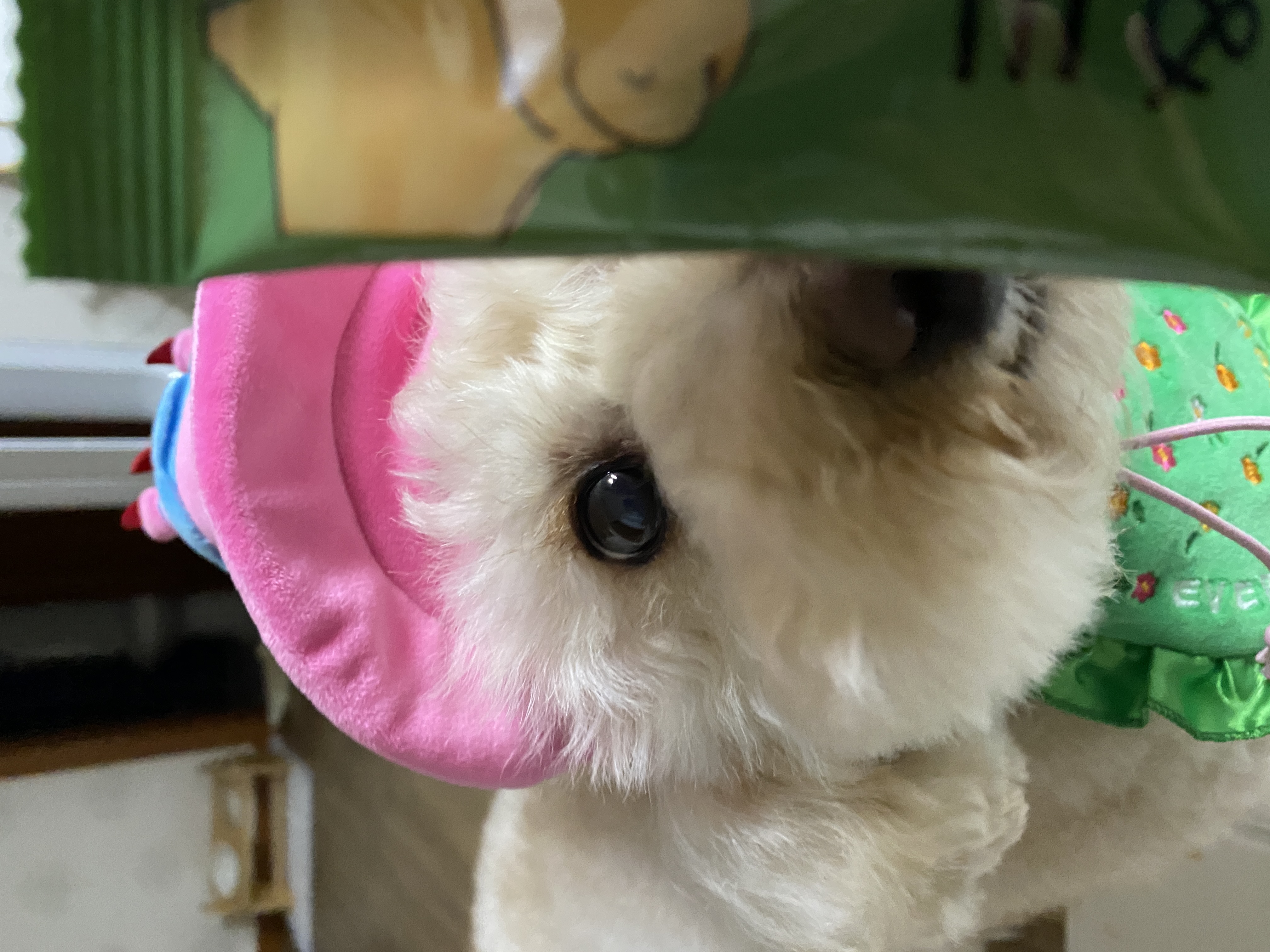 쿠크의 2년차 입양후기(곤지암 구조견)