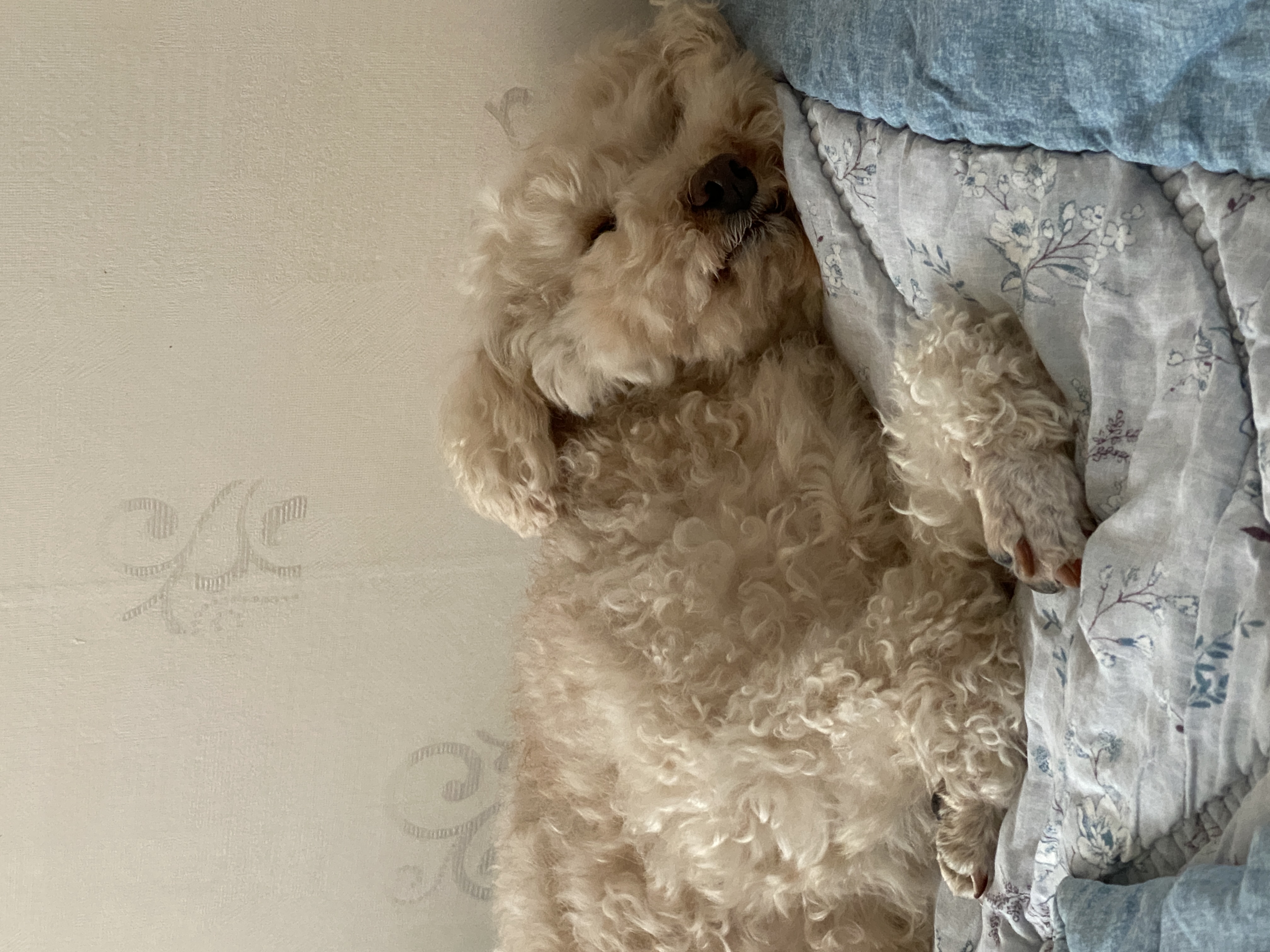 쿠크의 2년차 입양후기(곤지암 구조견)