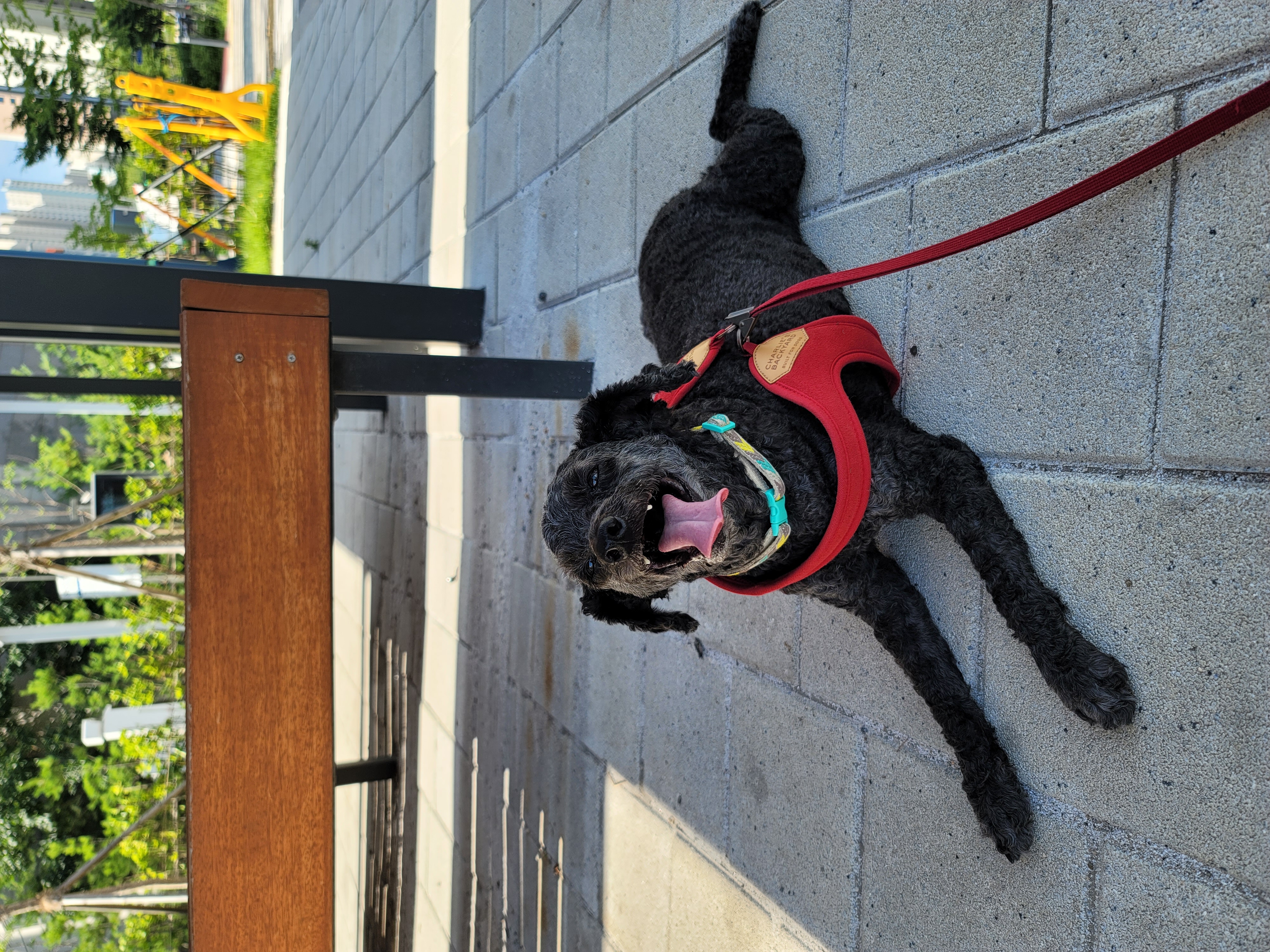 릴리(곤지암-12) 입양 2년차 후기