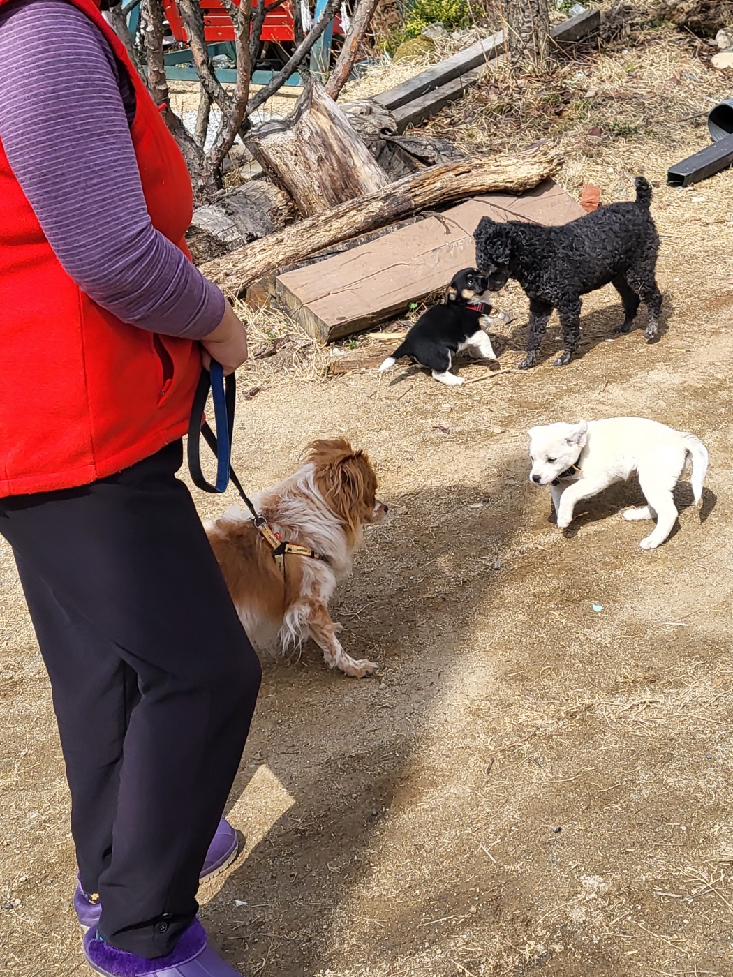 릴리(곤지암-12) 입양 2년차 후기