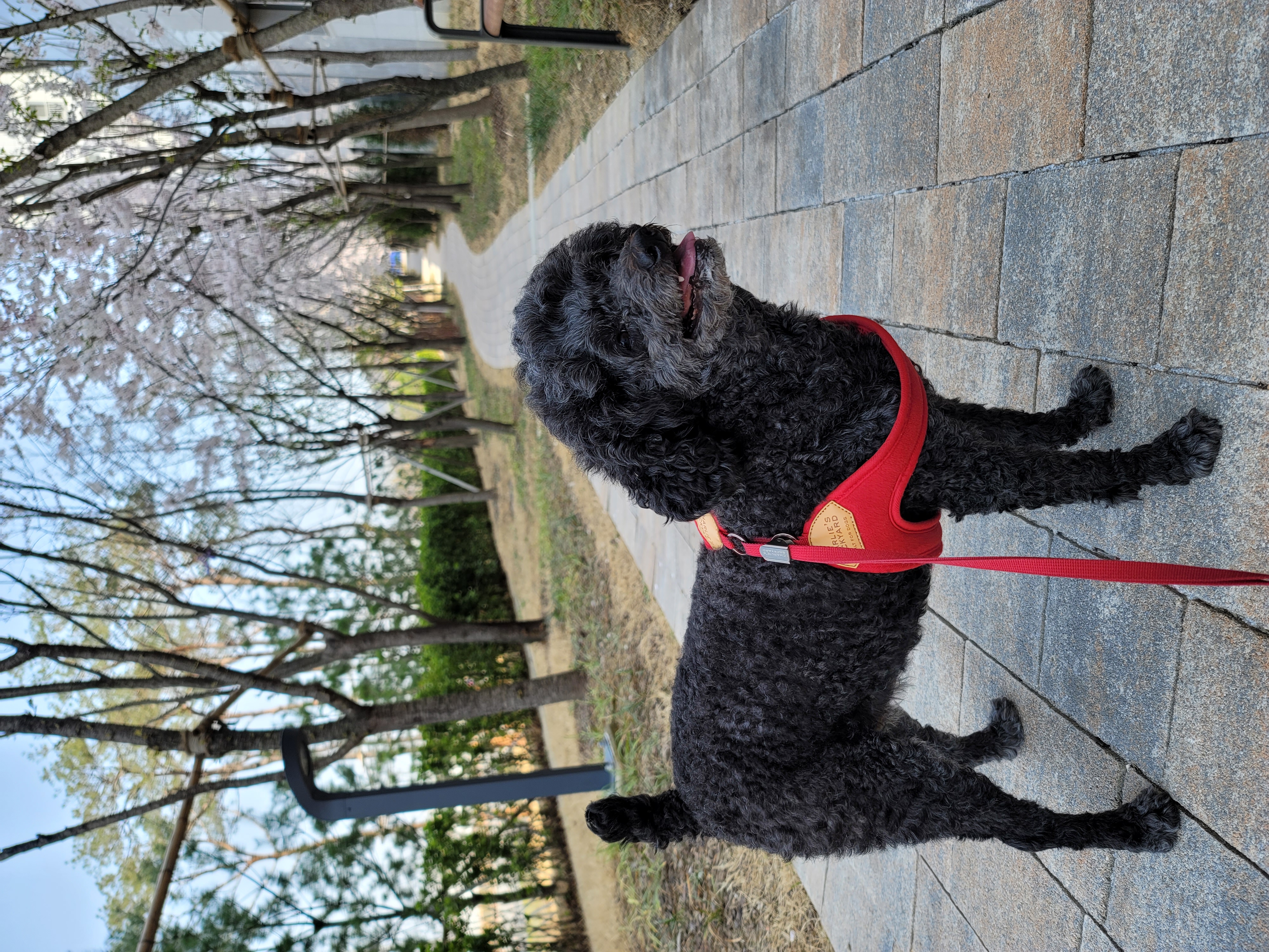 릴리(곤지암-12) 입양 2년차 후기