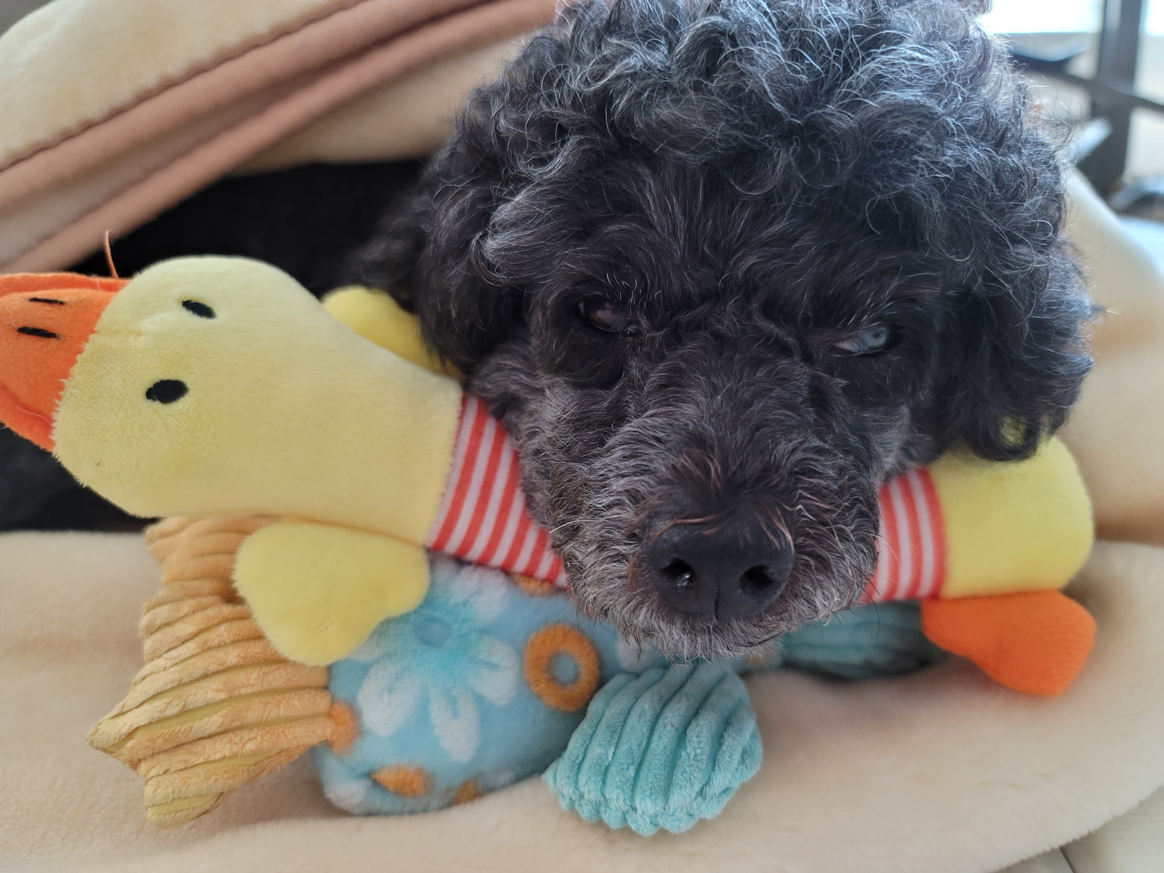 릴리(곤지암-12) 입양 2년차 후기