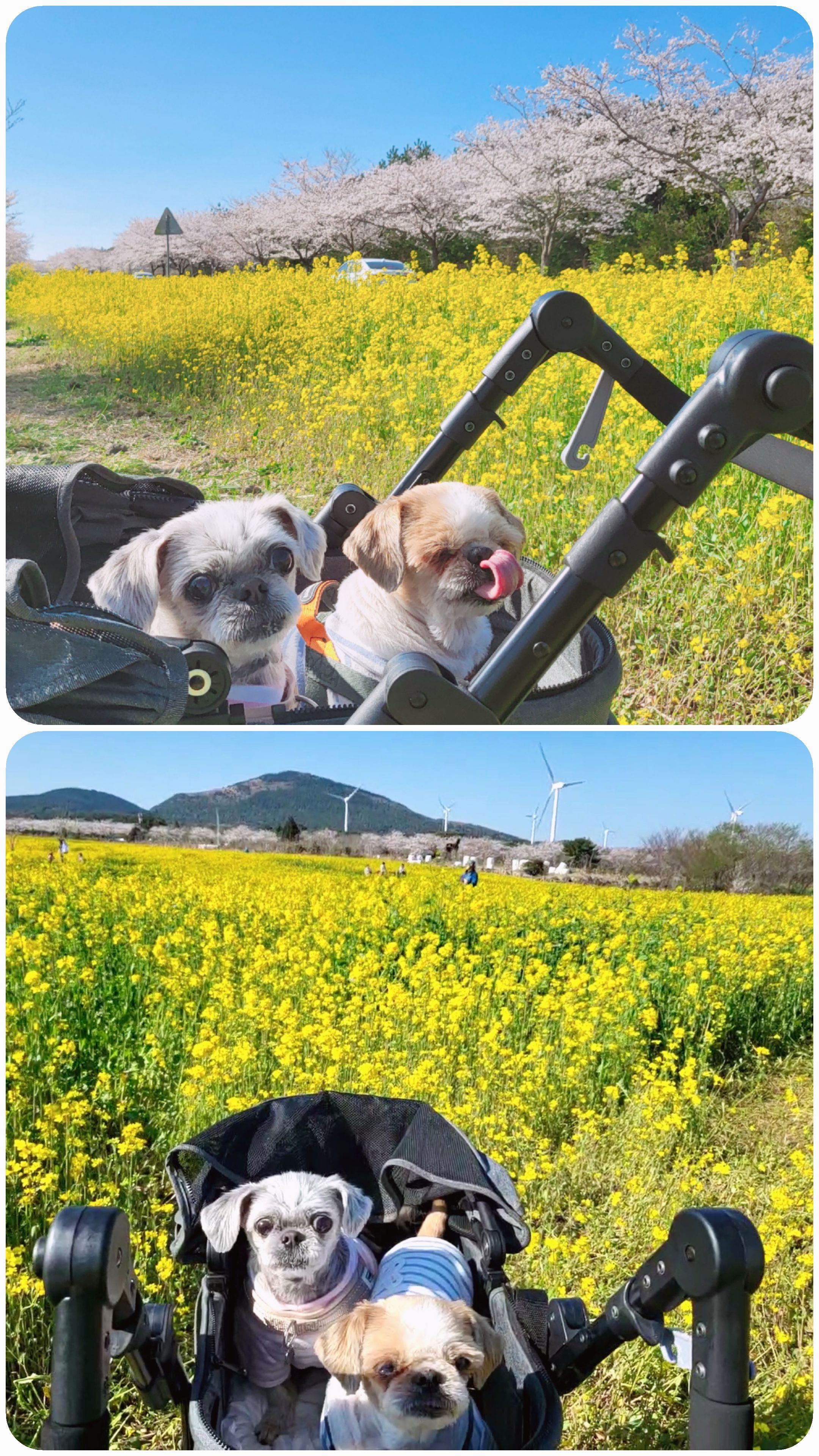 율무와 수수(춘식)의 한 달 이야기입니다.