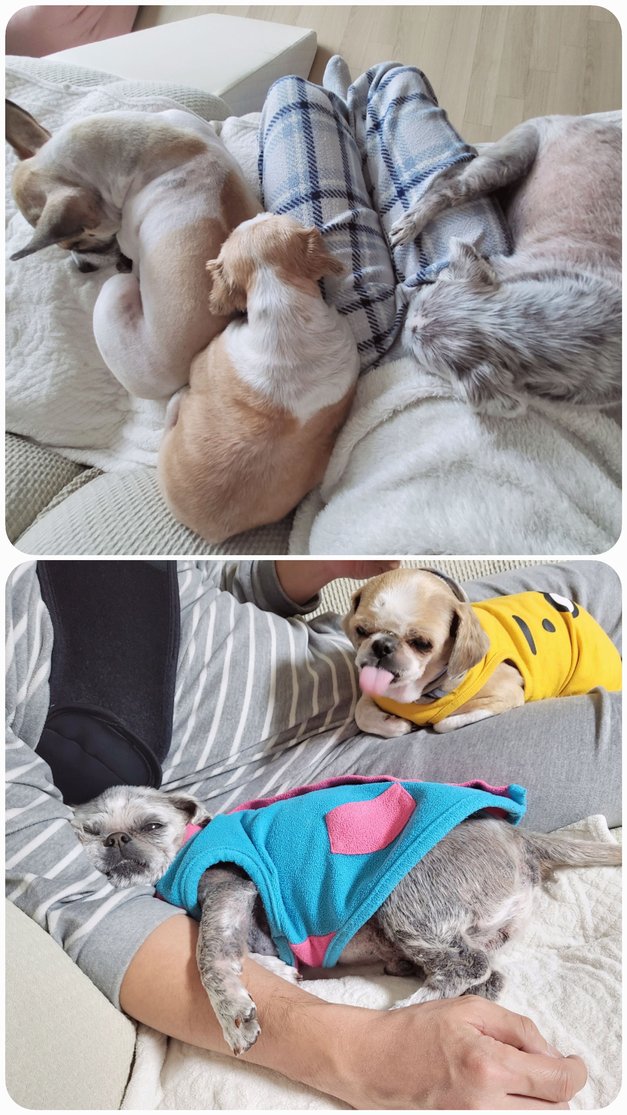 율무와 수수(춘식)의 한 달 이야기입니다.