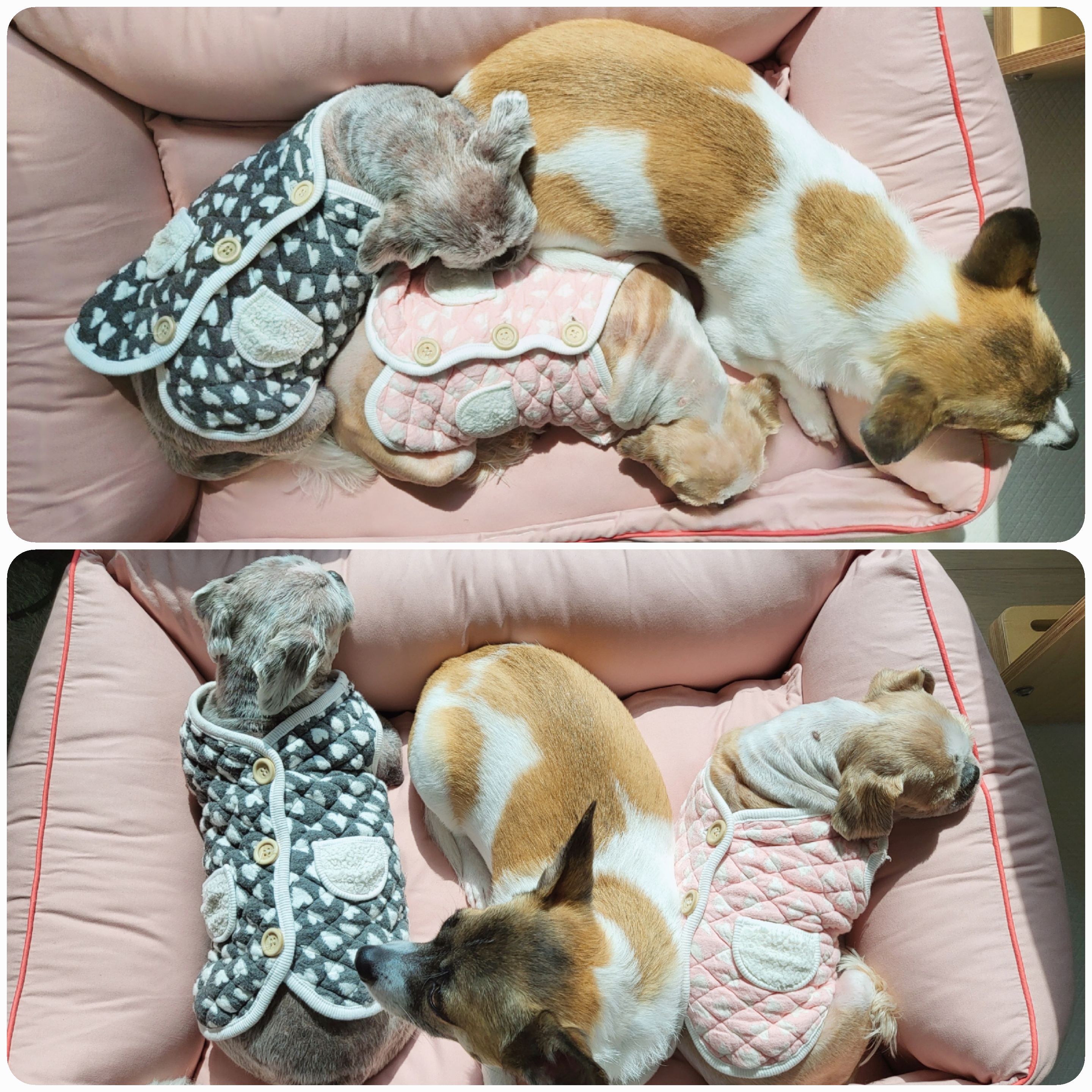 율무와 수수(춘식)의 한 달 이야기입니다.