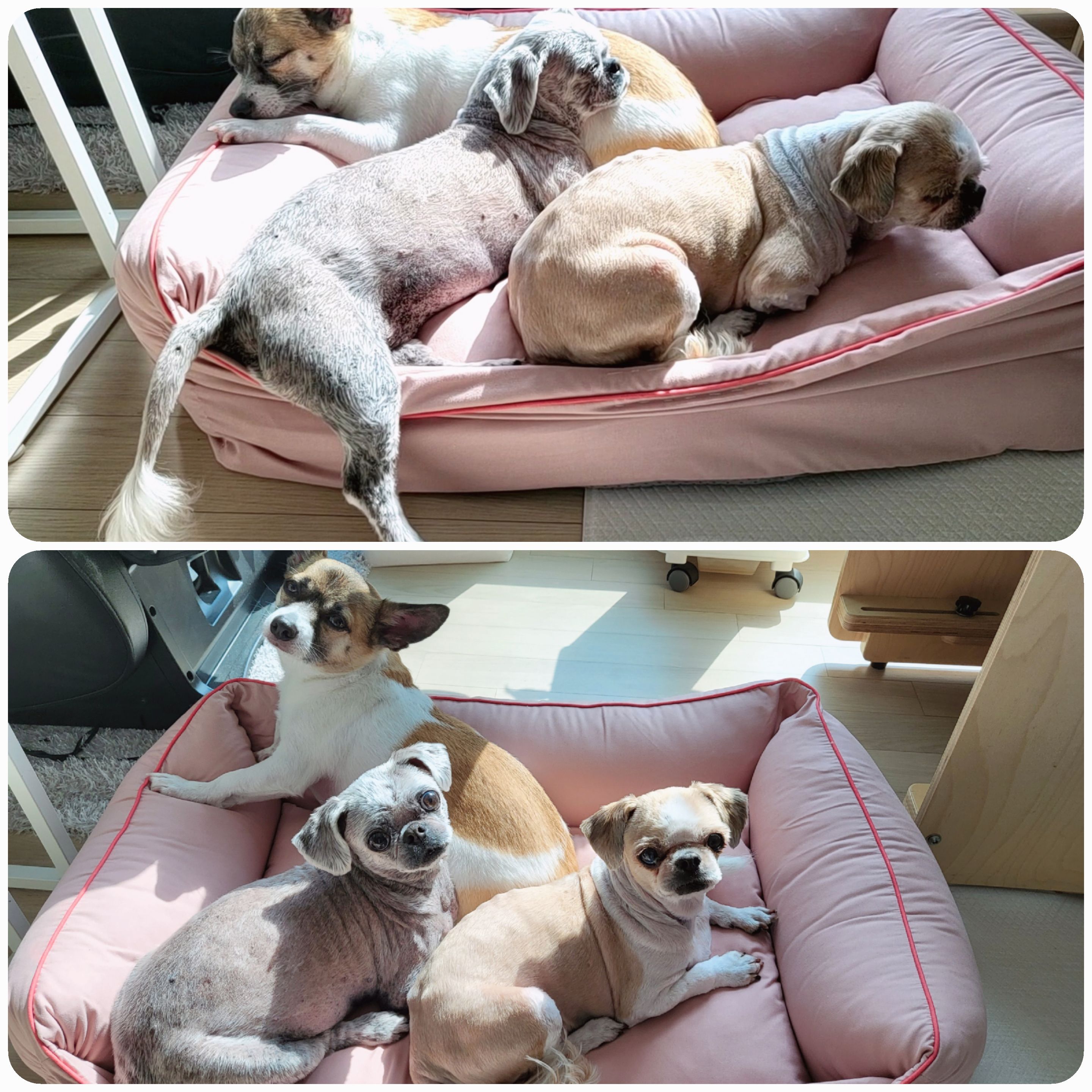 율무와 수수(춘식)의 한 달 이야기입니다.