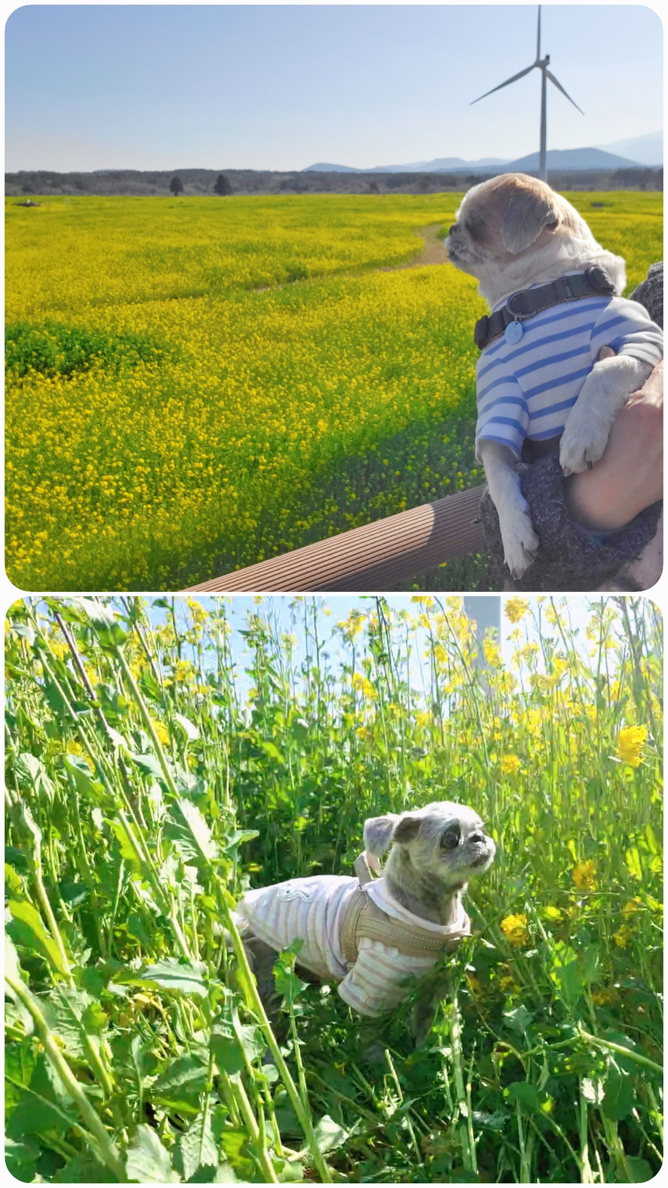 율무와 수수(춘식)의 한 달 이야기입니다.