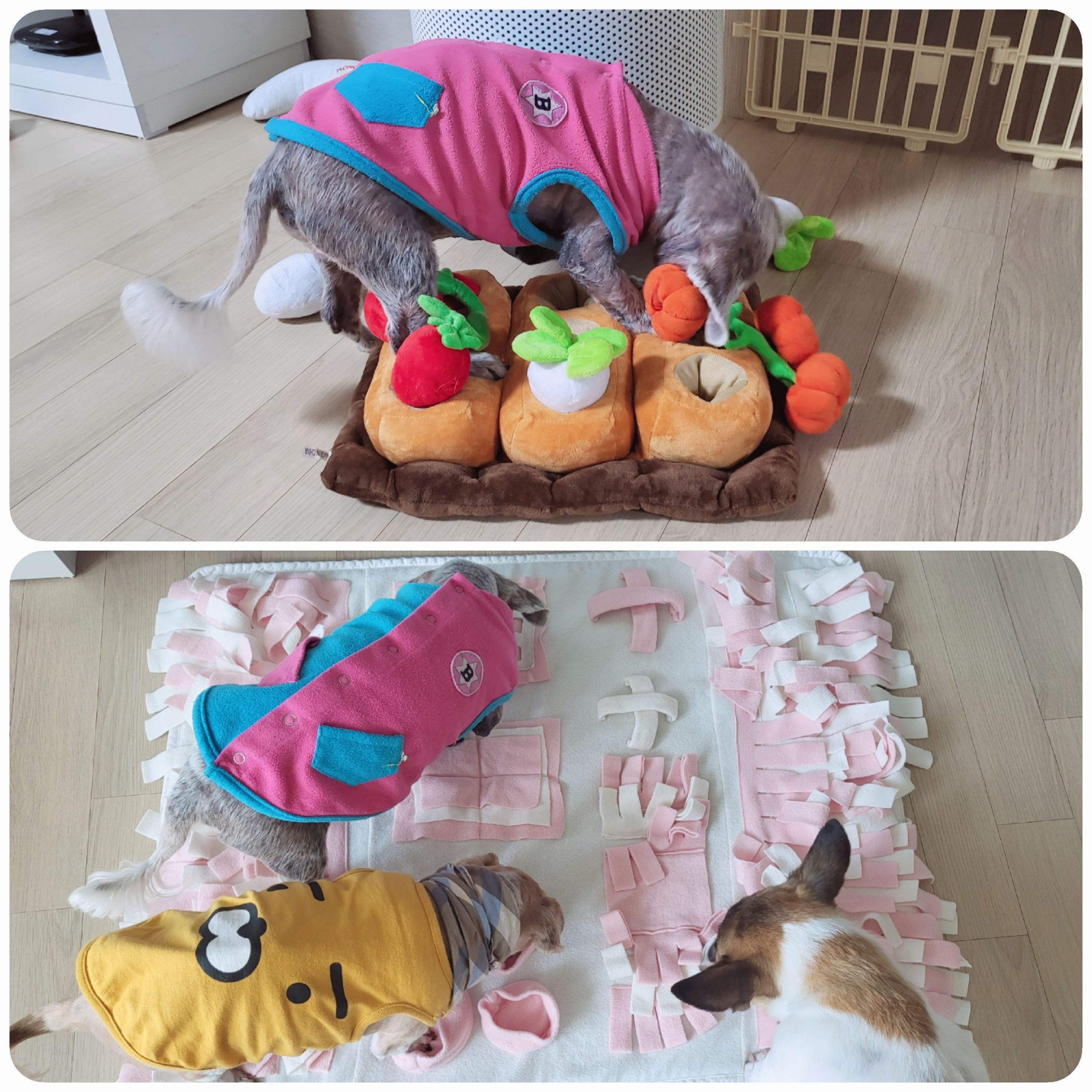 율무와 수수(춘식)의 한 달 이야기입니다.