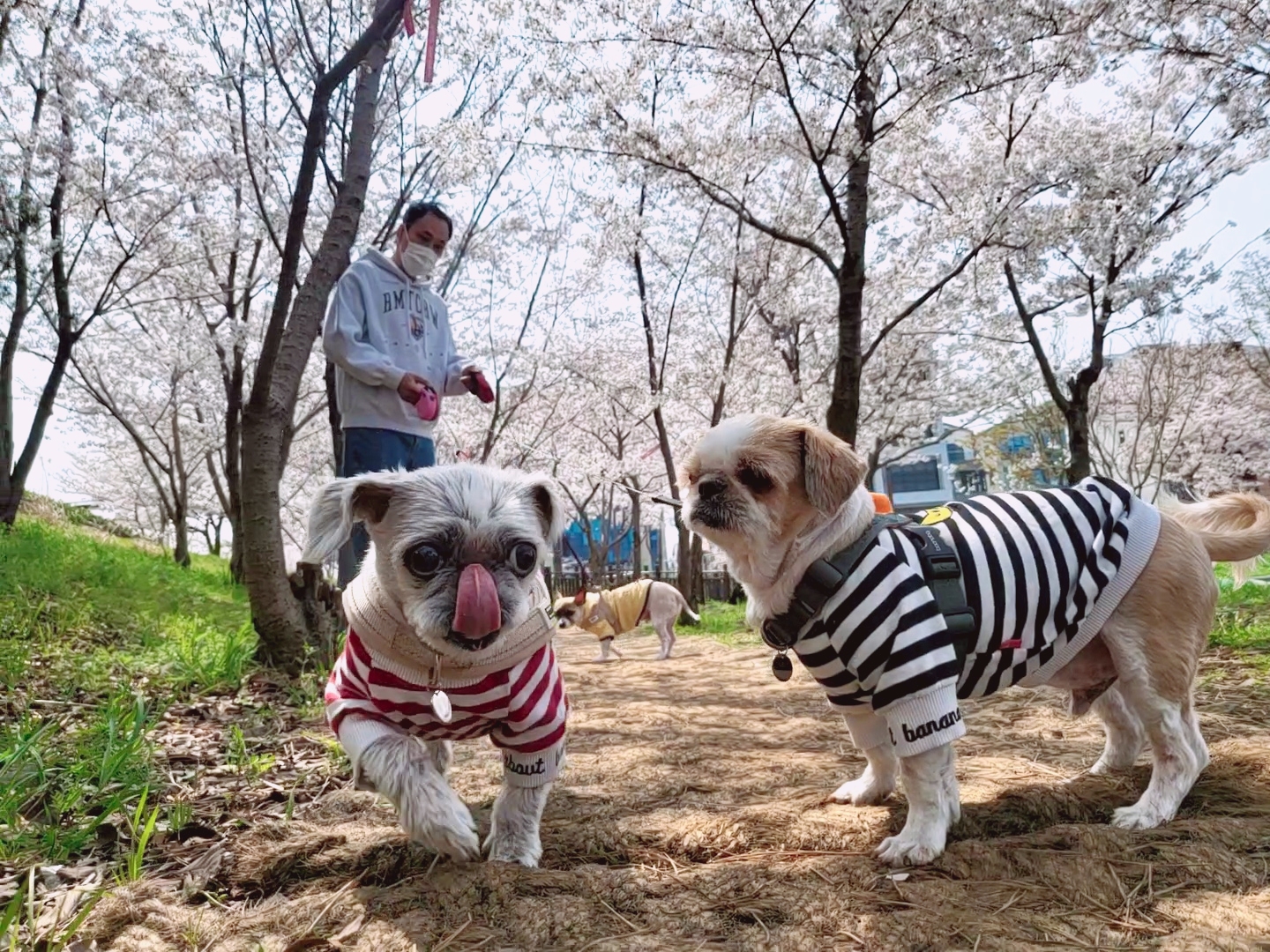 율무와 수수(춘식)의 한 달 이야기입니다.