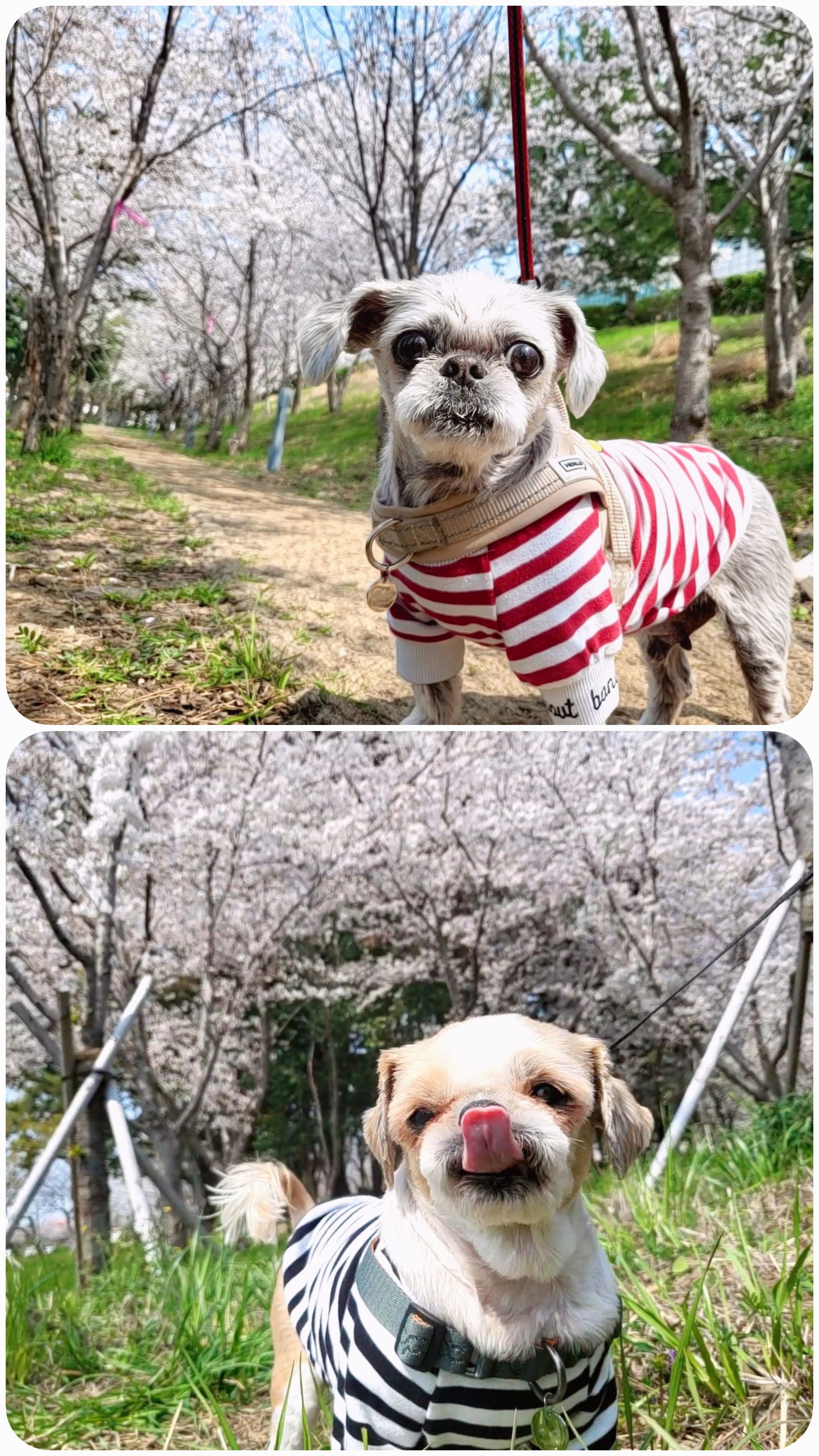 율무와 수수(춘식)의 한 달 이야기입니다.