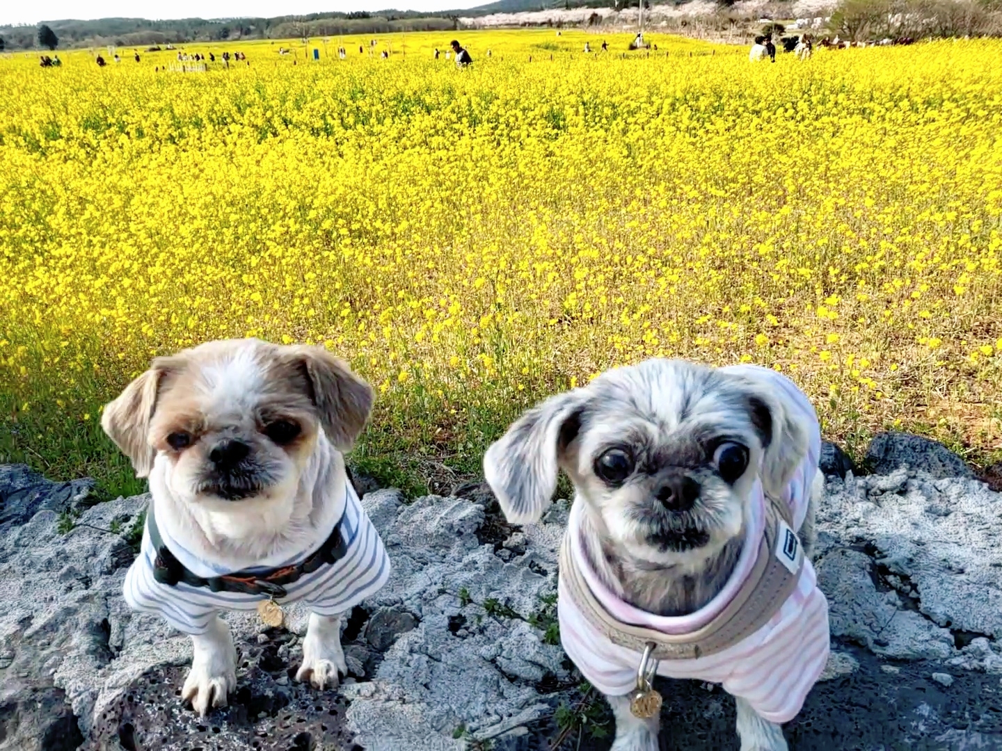 율무와 수수(춘식)의 한 달 이야기입니다.