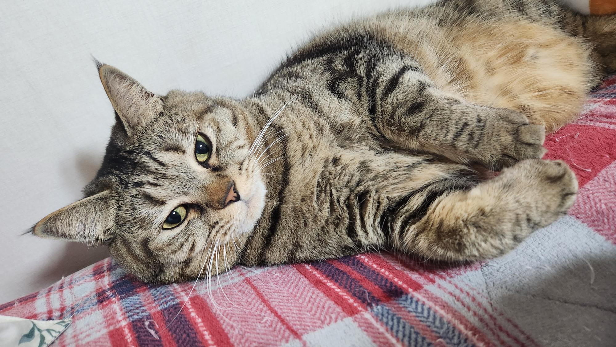 길고양이 로티 - 2018년 3~4월 입양