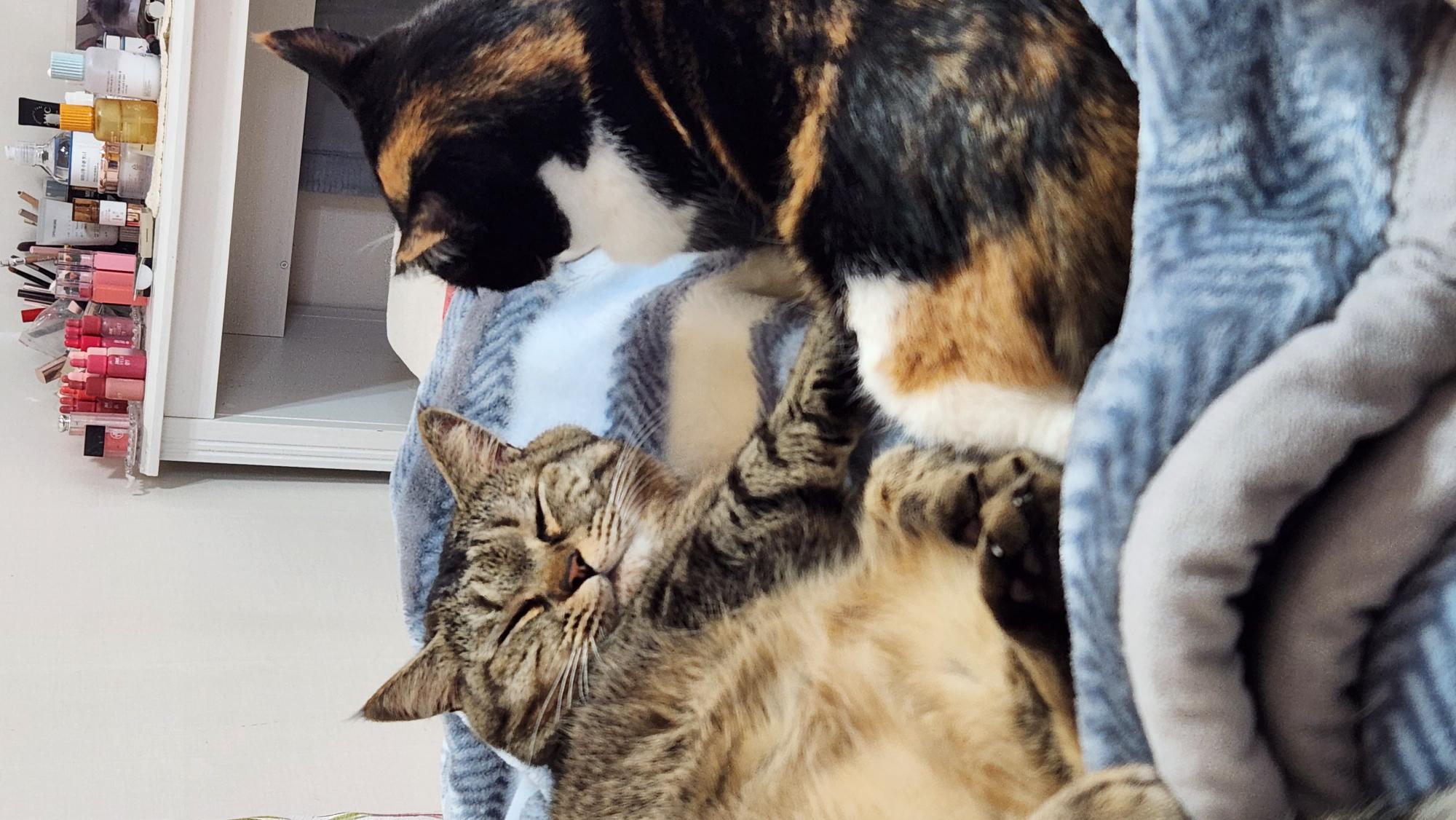 길고양이 로티 - 2018년 3~4월 입양