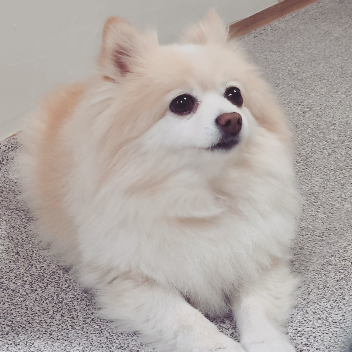 보배와 벌써2년!