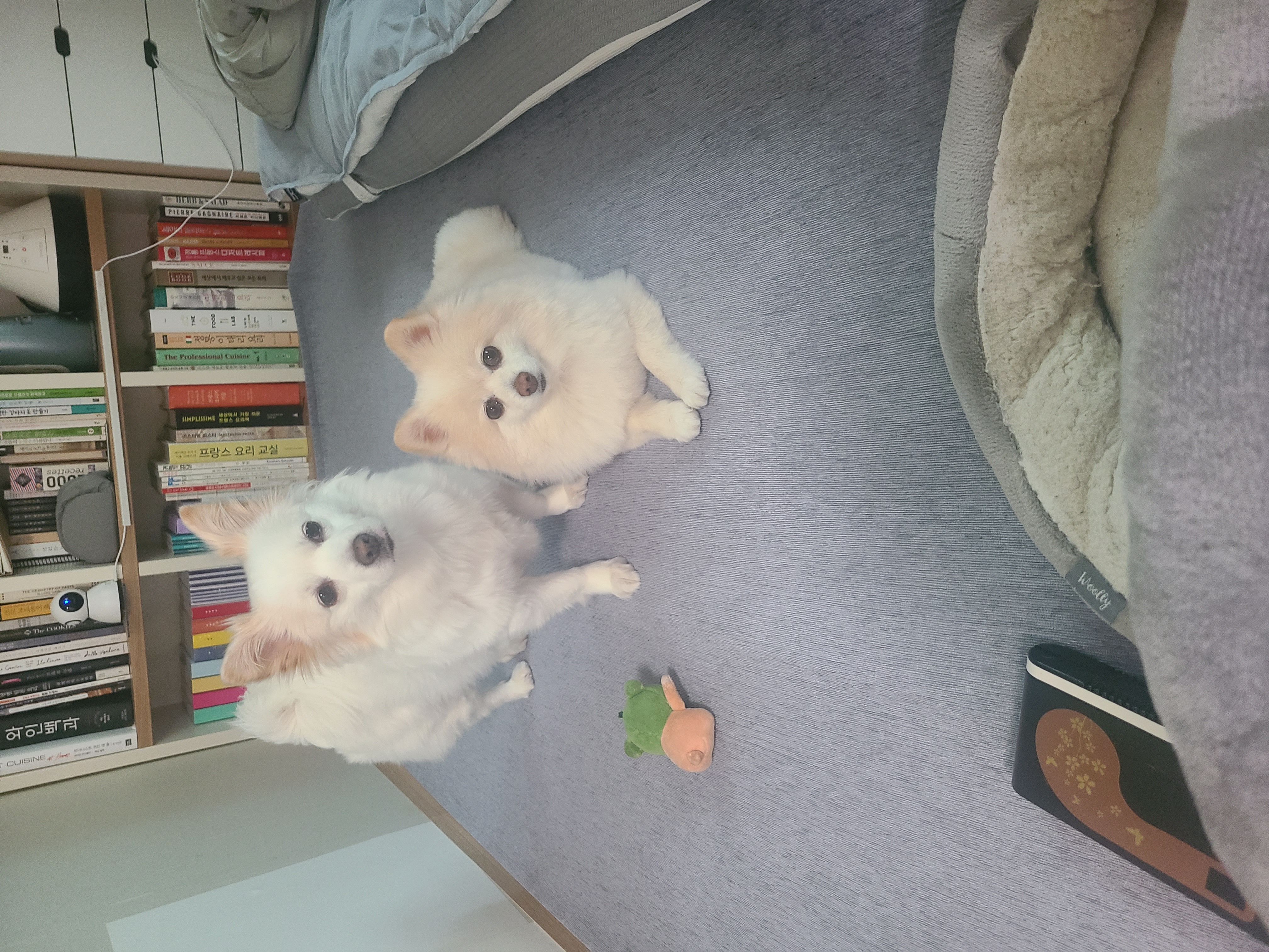 보배와 벌써2년!