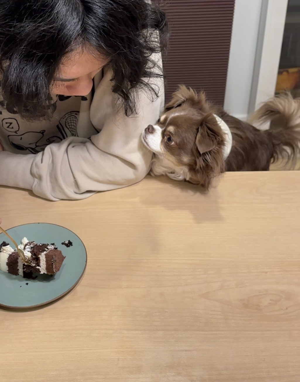 그저께가 멍돌이 입양 4주년이었어요. :)